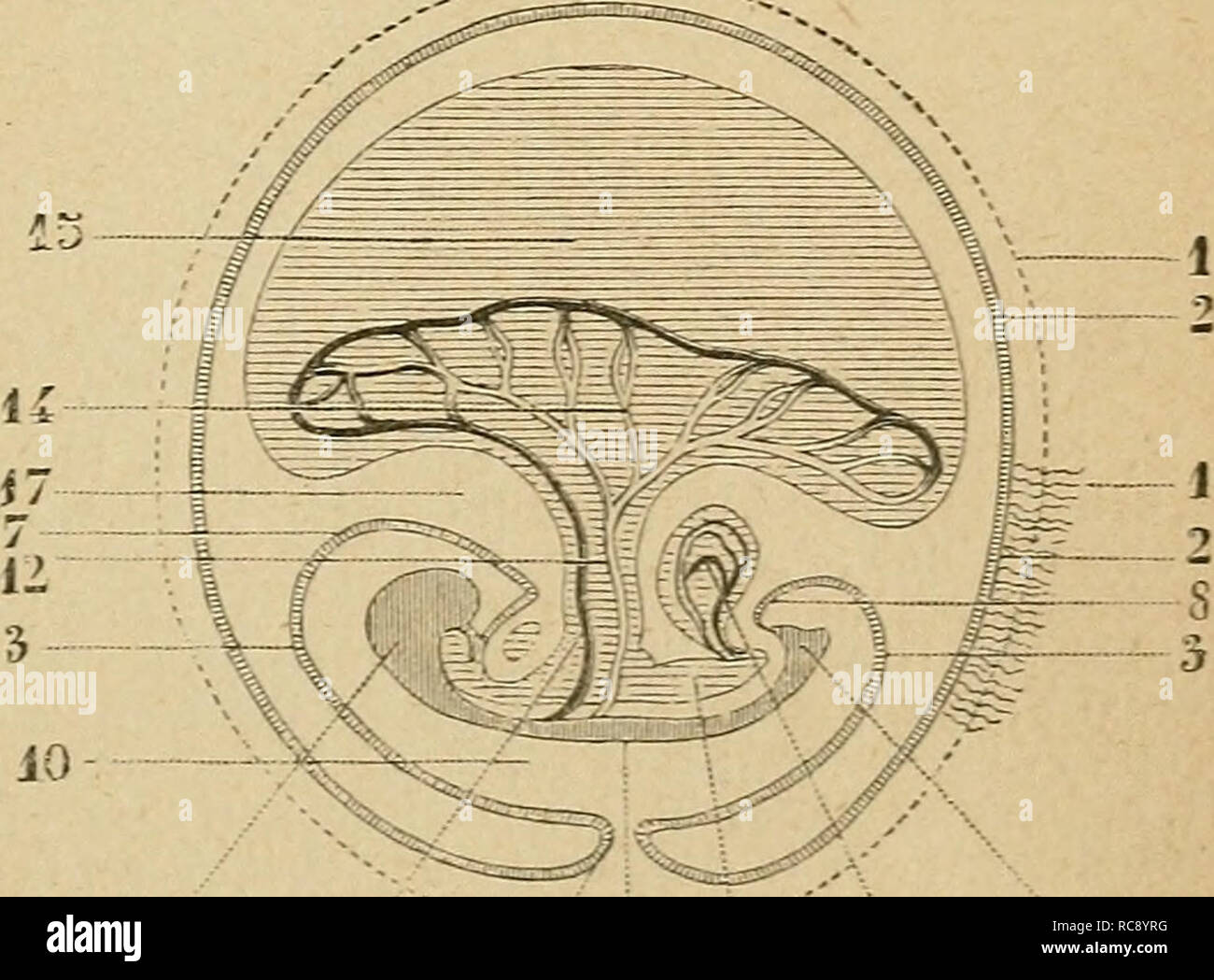 Page 4 - Vitelline Membrane High Resolution Stock Photography ...
