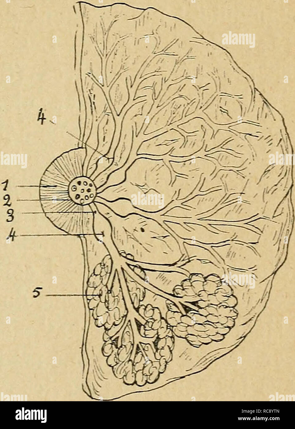 Page 2 - Culs High Resolution Stock Photography And Images - Alamy