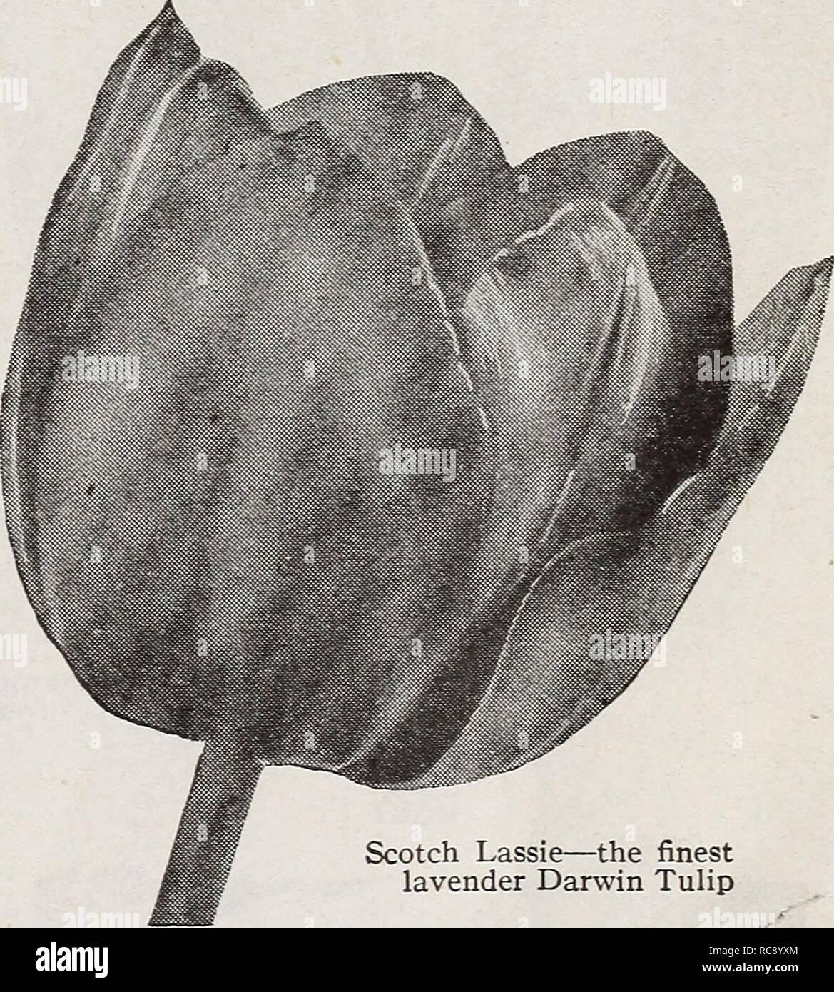. Dreer's bulbs plants, shrubs and seeds for fall planting : autumn 1937. Bulbs (Plants) Catalogs; Flowers Seeds Catalogs; Gardening Equipment and supplies Catalogs; Nurseries (Horticulture) Catalogs; Vegetables Seeds Catalogs. Scotch Lassie—the finest lavender Darwin Tulip Venus—a medley of lovely pink shades Two SplShdid Bulb Planting Tools Hole-in-One Bulb Planter This serviceable tool removes the soil up to a depth of 5 inches making a perfect hole for planting many kinds of bulbs. Sent postpaid for 60c. Please note that these images are extracted from scanned page images that may have bee Stock Photo