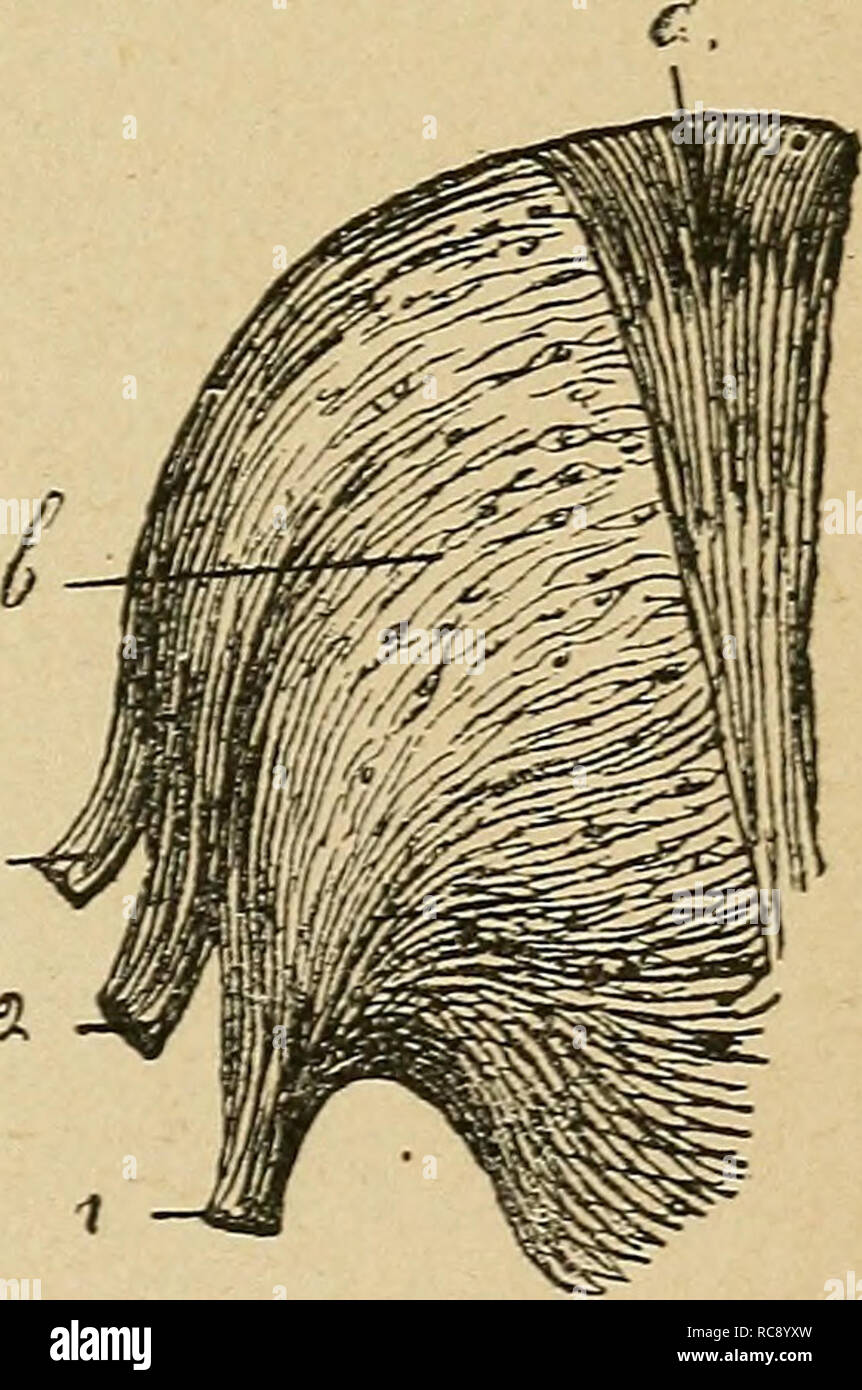 Ela C Ments D Anatomie Et De Physiologie Ga C Nitale Et Obsta C Tricale Pra