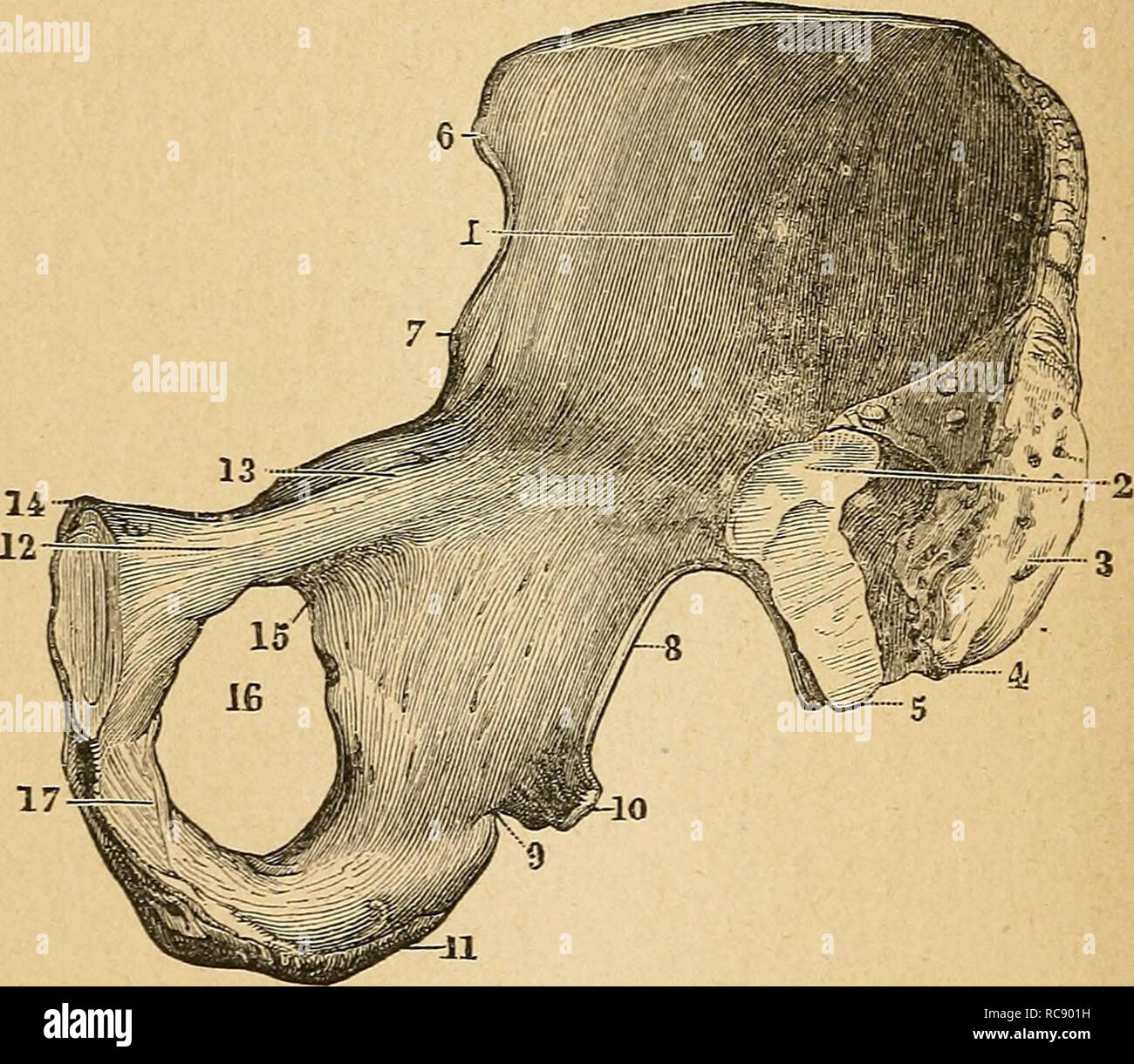 Ela C Ments D Anatomie Et De Physiologie Ga C Nitale Et Obsta C Tricale Pra
