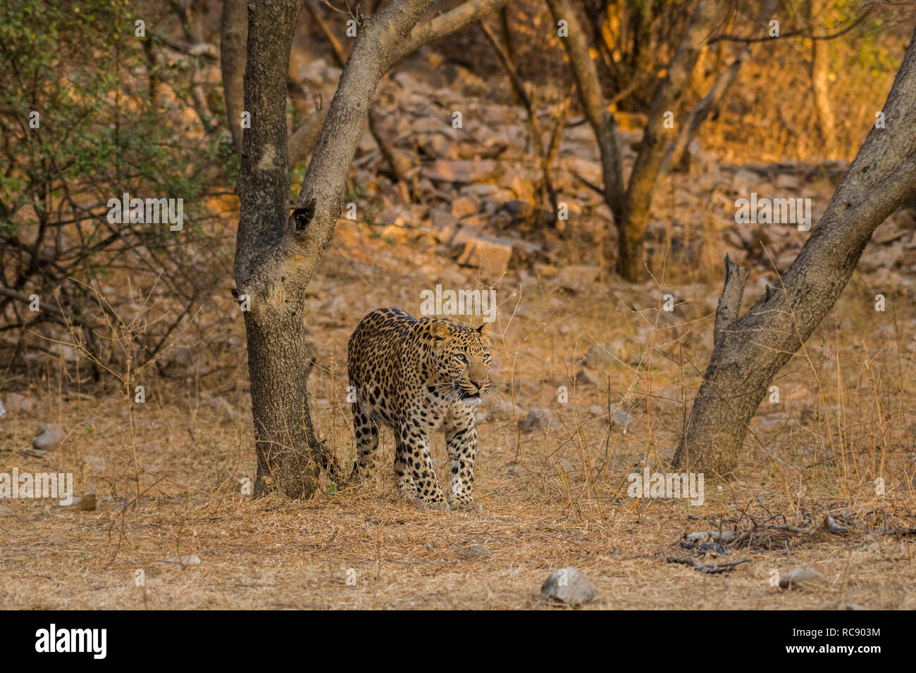 An early morning encounter with a ghost and most elusive animal of the jungle. A male leopard in
