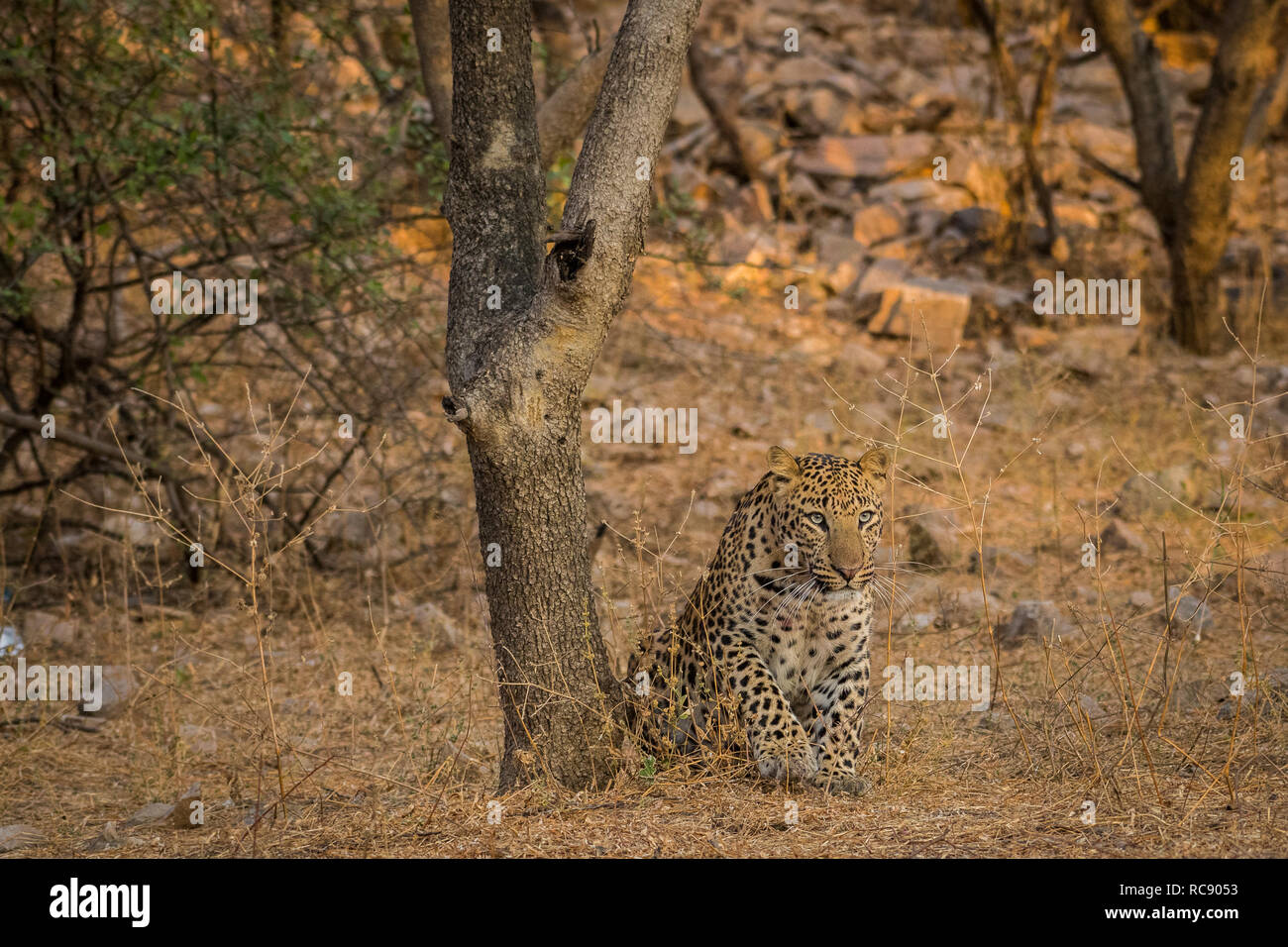 An early morning encounter with a ghost and most elusive animal of the jungle. A male leopard in