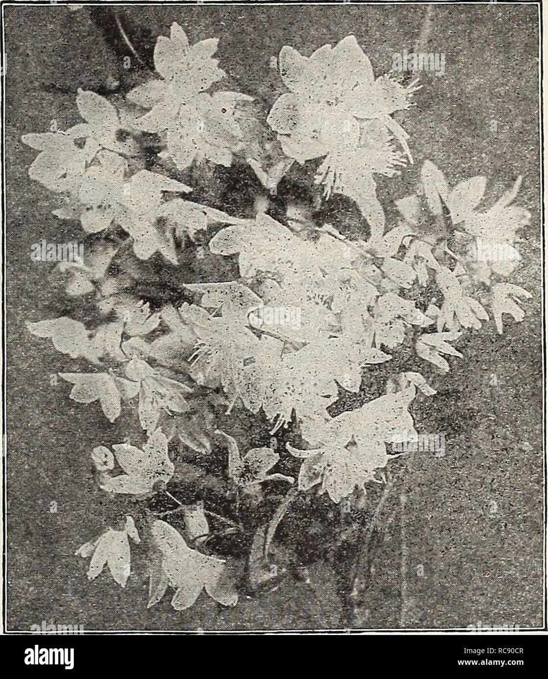 Dreer S Garden Book 1917 Seeds Catalogs Nursery Stock Catalogs