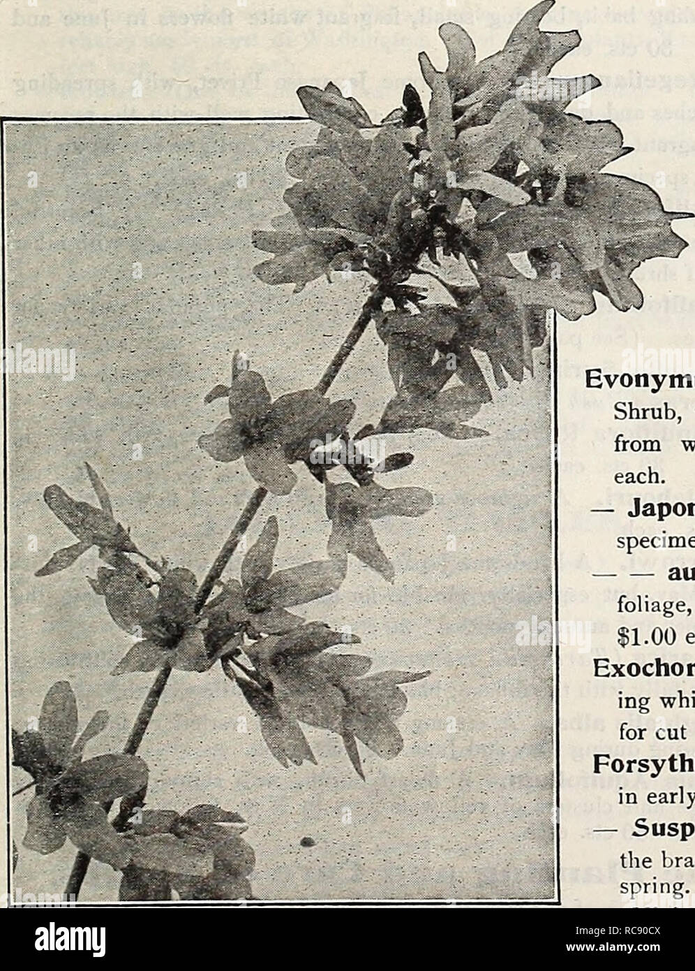. Dreer's garden book 1917. Seeds Catalogs; Nursery stock Catalogs; Gardening Equipment and supplies Catalogs; Flowers Seeds Catalogs; Vegetables Seeds Catalogs; Fruit Seeds Catalogs. HmRTADREER-PHIlADfLPIIIA-PAW? CHOICE HARDY SHRUBS IIM ^ Desmodium Penduliflorum. A Shrub which dies to the ground in winter, but comes up vigorously in spring, throwing up shoots 3 to 4 feet high, which bear during September, when few Shrubs are in bloom, attractive sprays of bright rose-colored pea-shaped flowers. 30 cts. each, Detltzias. Well-known profuse flowering Shrubs, blooming in spring or early summer. S Stock Photo