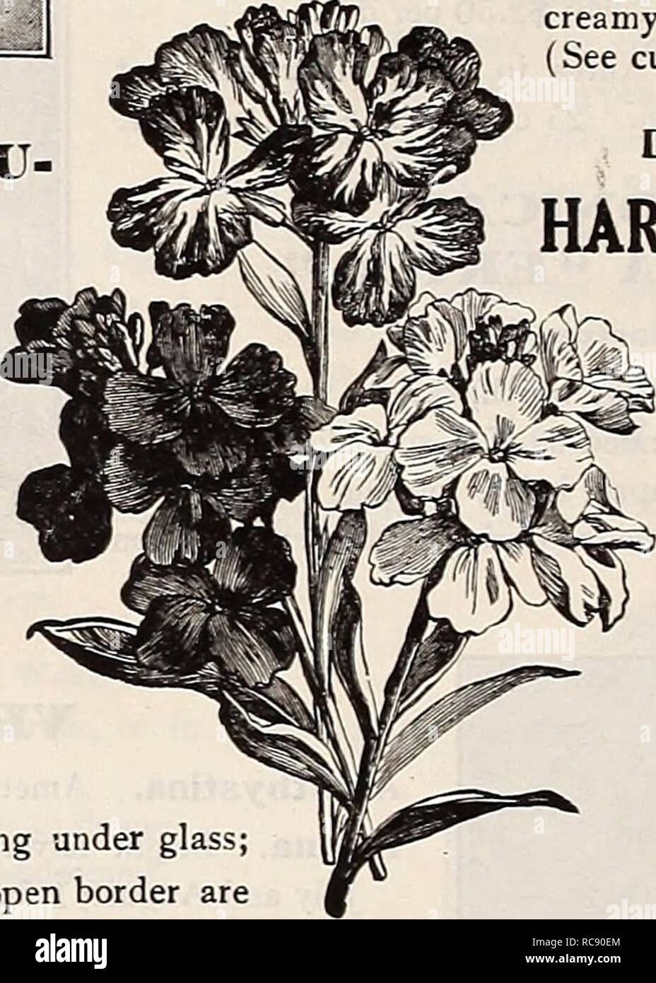 . Dreer's garden book 1917. Seeds Catalogs; Nursery stock Catalogs; Gardening Equipment and supplies Catalogs; Flowers Seeds Catalogs; Vegetables Seeds Catalogs; Fruit Seeds Catalogs. Viola Cornuta Purpurea VIOLA CORNUTA PURPU REA, OR G. WERMIG. A variety of the tufted Pansy, forming clumps that are a sheet of bloom the entire season, and a most attractive subject for the border; the flowers, which in general appearance closely resemble the Princess of Wales Violet, make it a splendid substitute for the latter during the summer months when these are not to be had. (See cut.) 15 cts. each; $1.5 Stock Photo