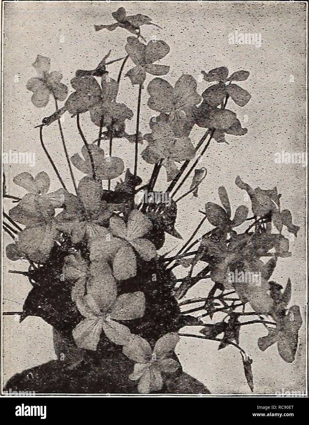 . Dreer's garden book 1917. Seeds Catalogs; Nursery stock Catalogs; Gardening Equipment and supplies Catalogs; Flowers Seeds Catalogs; Vegetables Seeds Catalogs; Fruit Seeds Catalogs. 244. Viola Cornuta Purpurea VIOLA CORNUTA PURPU REA, OR G. WERMIG. A variety of the tufted Pansy, forming clumps that are a sheet of bloom the entire season, and a most attractive subject for the border; the flowers, which in general appearance closely resemble the Princess of Wales Violet, make it a splendid substitute for the latter during the summer months when these are not to be had. (See cut.) 15 cts. each; Stock Photo