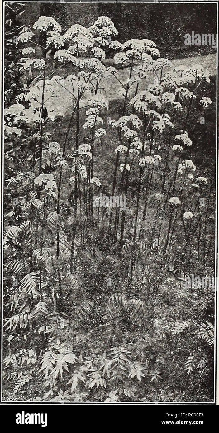 . Dreer's garden book 1917. Seeds Catalogs; Nursery stock Catalogs; Gardening Equipment and supplies Catalogs; Flowers Seeds Catalogs; Vegetables Seeds Catalogs; Fruit Seeds Catalogs. EMRTADREER-PHILADELPHIA-RA' ^aHARDY PERENNIAL PLANTSâ¢ i 243 TUNICA. Saxifraga. A pretty tufted plant with light pink flowers; produced all summer; useful either for the rockery or the border. 25 cts. each; $2.50 per doz. VALERIANA (Valerian). 'Coccinea. Showy heads of reddish flowers; June to October; 2 feet. ââ Alba. A white-flowered form. Officinalis {Hardy Garden Heliotrope). Produces showy heads of rose-tint Stock Photo