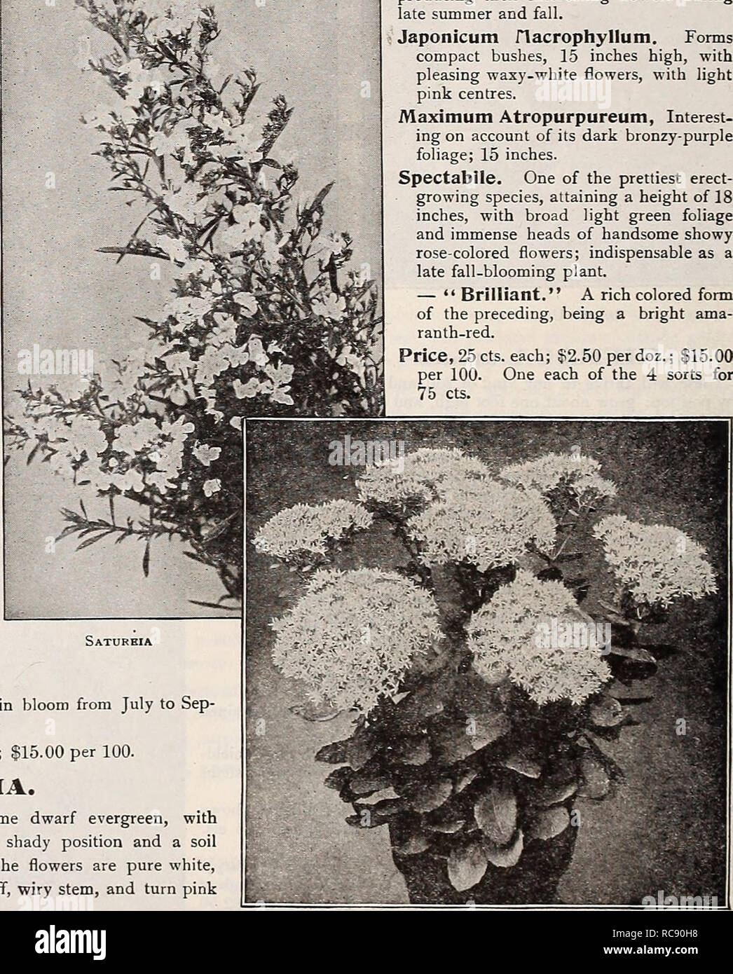 . Dreer's garden book 1917. Seeds Catalogs; Nursery stock Catalogs; Gardening Equipment and supplies Catalogs; Flowers Seeds Catalogs; Vegetables Seeds Catalogs; Fruit Seeds Catalogs. SEDUM (Stone-crop). DWARF VARIETIES. Suitable for the rockery, carpet bedding, covering of graves, etc. Acre ( Golden Afoss). Much used for covering graves; foliage green; flowers bright yellow. Album. Green foliage, white flowers. Ewers!. Pink flowers; August and September. Kamtschaticum. Deep green foliage; yellow flowers in June; 8 inches. Lydium Qlaucum. A neat variety, with glaucous foliage. Middendorfianum. Stock Photo