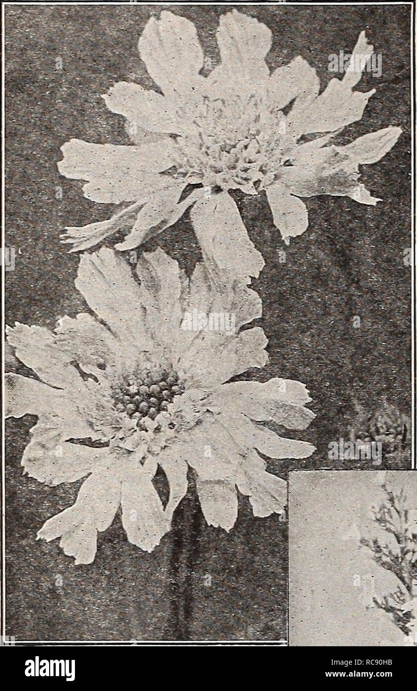 . Dreer's garden book 1917. Seeds Catalogs; Nursery stock Catalogs; Gardening Equipment and supplies Catalogs; Flowers Seeds Catalogs; Vegetables Seeds Catalogs; Fruit Seeds Catalogs. 238 EHKTADREffi-PHILADftPHIAPA-WHARDY PERENNIAL PLANTS. SEDUM (Stone-crop). DWARF VARIETIES. Suitable for the rockery, carpet bedding, covering of graves, etc. Acre ( Golden Afoss). Much used for covering graves; foliage green; flowers bright yellow. Album. Green foliage, white flowers. Ewers!. Pink flowers; August and September. Kamtschaticum. Deep green foliage; yellow flowers in June; 8 inches. Lydium Qlaucum. Stock Photo