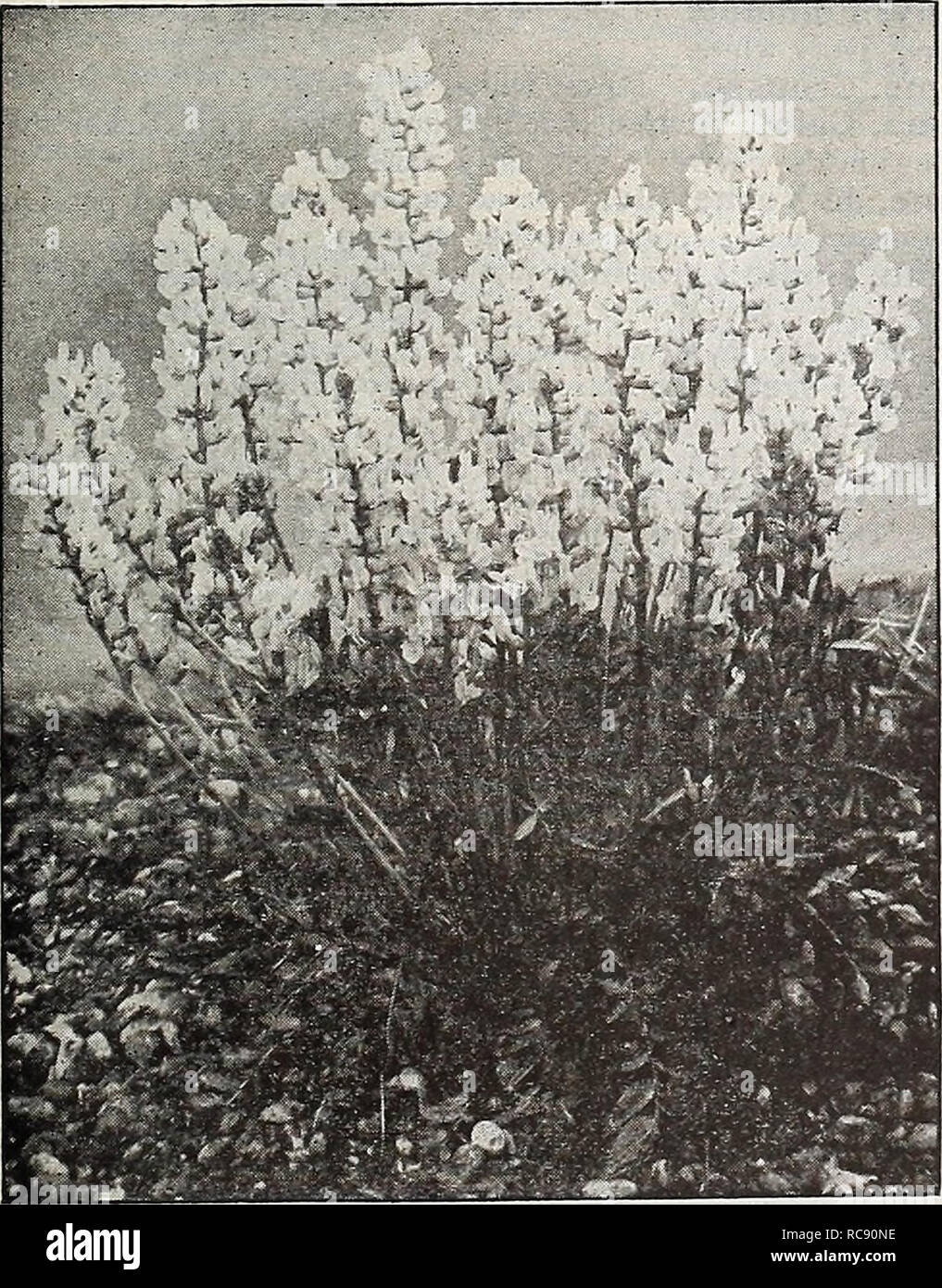 . Dreer's garden book 1917. Seeds Catalogs; Nursery stock Catalogs; Gardening Equipment and supplies Catalogs; Flowers Seeds Catalogs; Vegetables Seeds Catalogs; Fruit Seeds Catalogs. Oxytropis Hyerida Grandiflora MONTBRETIA CKllOtliera (Evening Primrose). The Evening Primroses are elegant sub- jects for growing in an exposed, sunny posi- tion, either in the border or on the rockery, blooming the greater part of the summer. Csespitosa. Large, pure white, changing Monarda Didyma to rose; 1 foot- Missouriensis. Large golden yellow; 1 foot. Pilgrimi. Large clusters of bright yellow flowers. Speci Stock Photo