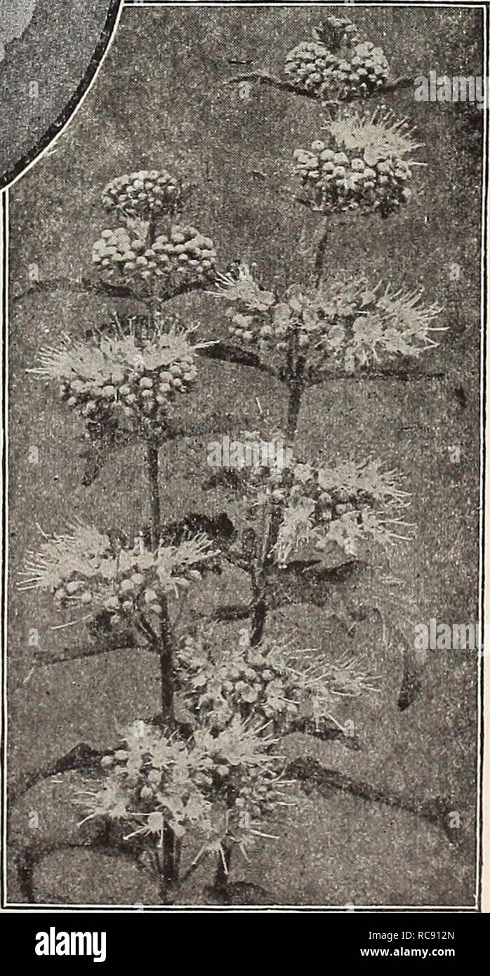 . Dreer's garden book 1917. Seeds Catalogs; Nursery stock Catalogs; Gardening Equipment and supplies Catalogs; Flowers Seeds Catalogs; Vegetables Seeds Catalogs; Fruit Seeds Catalogs. Callirhoe Involucrata (See cut.). Caryopteris Mastacanthus The beautiful Columbines shown in colors and offered on page 200 should not be overlooked. Please note that these images are extracted from scanned page images that may have been digitally enhanced for readability - coloration and appearance of these illustrations may not perfectly resemble the original work.. Henry A. Dreer (Firm); Henry G. Gilbert Nurse Stock Photo