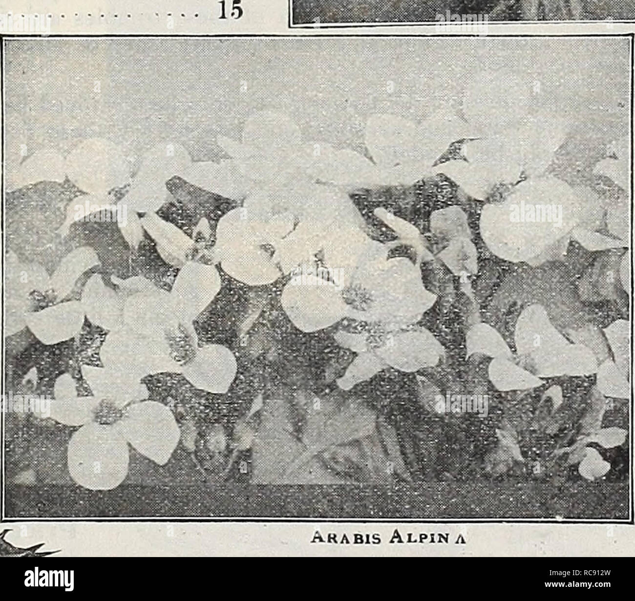 . Dreer's garden book 1918. Seeds Catalogs; Nursery stock Catalogs; Gardening Equipment and supplies Catalogs; Flowers Seeds Catalogs; Vegetables Seeds Catalogs; Fruit Seeds Catalogs. Akabis Alpina Argemone Hybrida Grandiflora Arctotis Grandis ARGEMONE (Mexican or Prickly Poppy) PBK PKT. 1220 Hybrida Grandiflora. We were delight- ed with a trial of this in om experi- mental grounds. The plants grew into sturdy bushes about 3 feet high, with very ornamental pale green, spiny foliage, with clear silvery midrib and veins and poppy-like flowers of satiny texture, over 3 inches across, in vari- ous Stock Photo