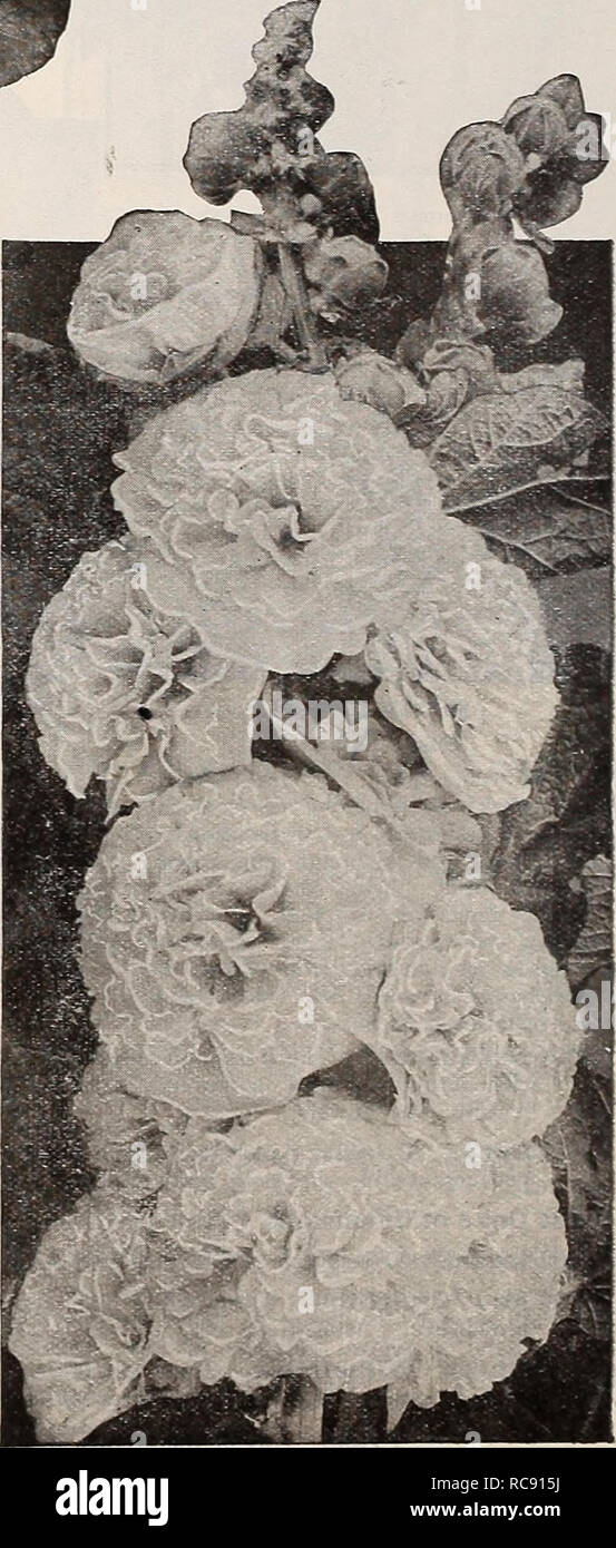 Donica High Resolution Stock Photography And Images Alamy Donica High Resolution Stock Photography And Images Alamy