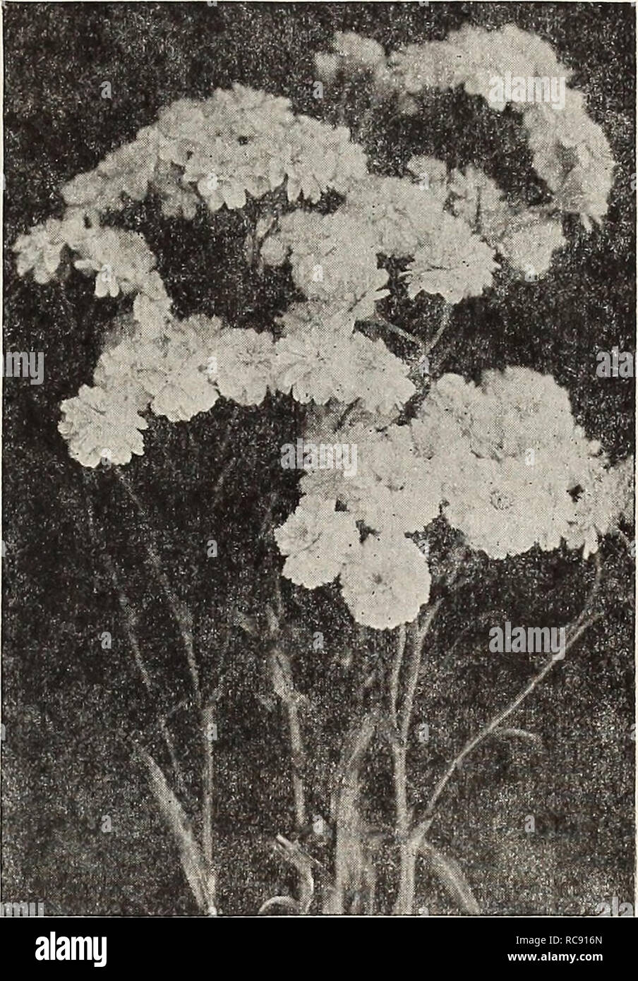. Dreer's garden book 1917. Seeds Catalogs; Nursery stock Catalogs; Gardening Equipment and supplies Catalogs; Flowers Seeds Catalogs; Vegetables Seeds Catalogs; Fruit Seeds Catalogs. Achillea Ptarmica &quot;The Pearl&quot; Acoiutum Napellus Filipendula (Noble Tar- row). A vig- orous showy species, with gol den-yel- low flowers in dense flat corymbs in July; height, 2 feet. Millefolium Roseum (Rosy Milfoil). Finely cut, deep green foliage, flowers pink in dense heads; 18 inches high and flowers all summer. Ptarmica Fl. PI. &quot;The Pearl.&quot; Pure white flowers borne in the greatest profusi Stock Photo
