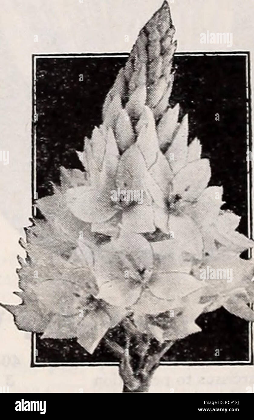 . Dreer's autumn planting guide for 1941. Bulbs (Plants) Catalogs; Flowers Seeds Catalogs; Gardening Equipment and supplies Catalogs; Nurseries (Horticulture) Catalogs; Vegetables Seeds Catalogs. Leucocor&gt;'ne ixioides odorata Leucocoryne Glory of the Sun 40-540 Ixioides odorata. An excellent bulbous plant for gi'owing indoors. Requires the same general growing con- ditions as Freesias such as a temperature of 55 to 65 degrees F. Produces its lovely, large, star-shaped Tjlooms in February and March, carrying 4 to 6 slightly fragrant, light blue flowers with white markings in the center on st Stock Photo