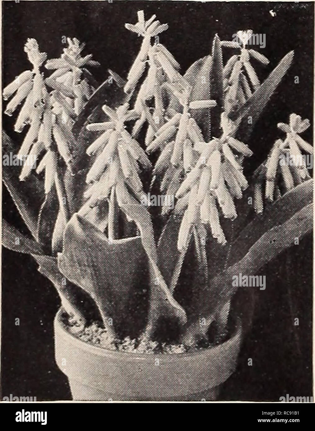 . Dreer's autumn planting guide for 1940. Bulbs (Plants) Catalogs; Flowers Seeds Catalogs; Gardening Equipment and supplies Catalogs; Nurseries (Horticulture) Catalogs; Vegetables Seeds Catalogs. Ixia—African Corn Lily 40-530 Ixia—African Corn Lily These are half-hardy bulbs from the Cape of Good Hope. They are primarily for indoor culture but will do equally well in a well-drained cold frame outdoors. The flowers are of the most brilliant rich and varied hues including yellow, pink, carmine, orange, red, blue, scarlet, and white. Jumbo Bulbs: 3 for 15c; 12 for 50c; 25 for 85c; 100 for §3.25.. Stock Photo