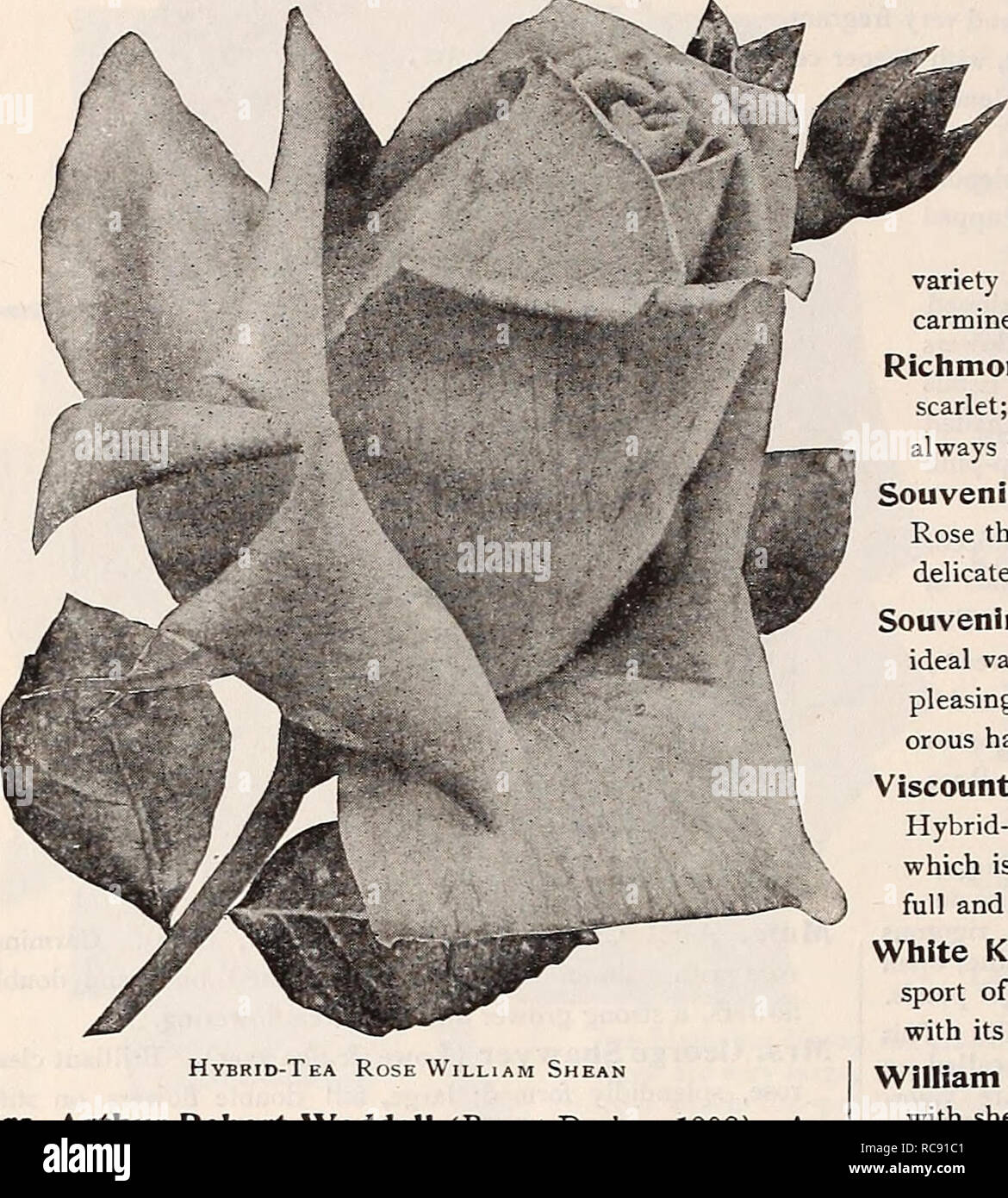 Dreer S Garden Book 1917 Seeds Catalogs Nursery Stock Catalogs Gardening Equipment And Supplies Catalogs Flowers Seeds Catalogs Vegetables Seeds Catalogs Fruit Seeds Catalogs 184 Nm Hmradrhr Philadelphia A W A Select Rosesa Dreer S Select List Of Hmradr 4 bulan yang lalu. alamy