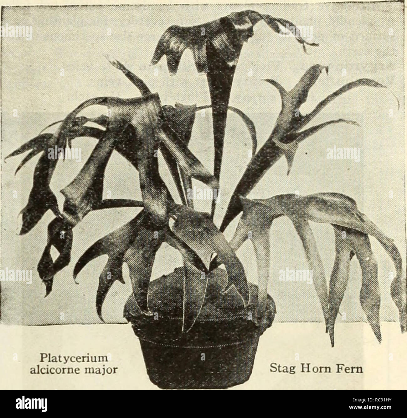 . Dreer's autumn catalog of bulbs : plants, shrubs, and seeds for fall planting. Flowers Seeds Catalogs; Bulbs (Plants) Seeds Catalogs; Nurseries (Horticulture) Catalogs; Gardening Equipment and supplies Catalogs. Cibotium Schiedei Cibotium Schiedei {Mexican Tree Fern). One of the most desirable and most valuable of all Ferns for room decoration. Beautiful hght green foliage. 4-inch pots $1.00; 6-inch pots $2.50; 8-inch tubs $5.00; 10-inch tubs $7.50 each. Cyrtomium Rochfordianum compactum {Crested Holly Fern). Ne.xt to the Boston Ferns the Holly Fern is the most satisfactory for home and apar Stock Photo
