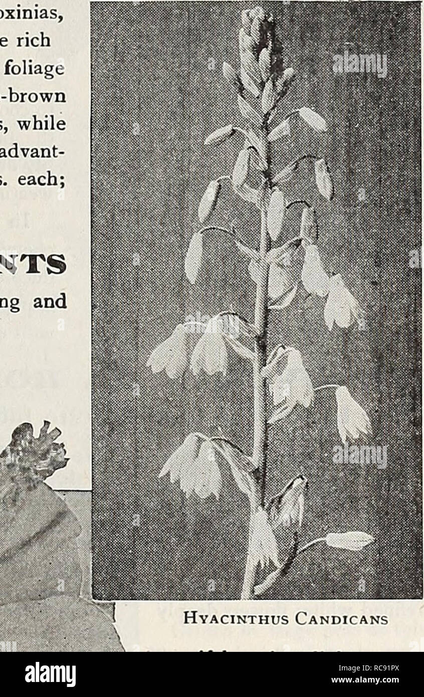 . Dreer's garden book 1917. Seeds Catalogs; Nursery stock Catalogs; Gardening Equipment and supplies Catalogs; Flowers Seeds Catalogs; Vegetables Seeds Catalogs; Fruit Seeds Catalogs. Hibiscus Sinensis (Chinese Hibiscus) Dreer's Superb Gloxinias Heliotropes. (Cherry Pie.) Heliotropes are great favor- ites, principally on account of their delicious fragrance; they grow freely under glass, and may be planted in the open border during the summer. Centefleur. The best rich, deep violet variety. Chieftain. Lilac; large truss; very fragrant. Mme. deBIonay. The finest large-flowering white. 15 cts. e Stock Photo