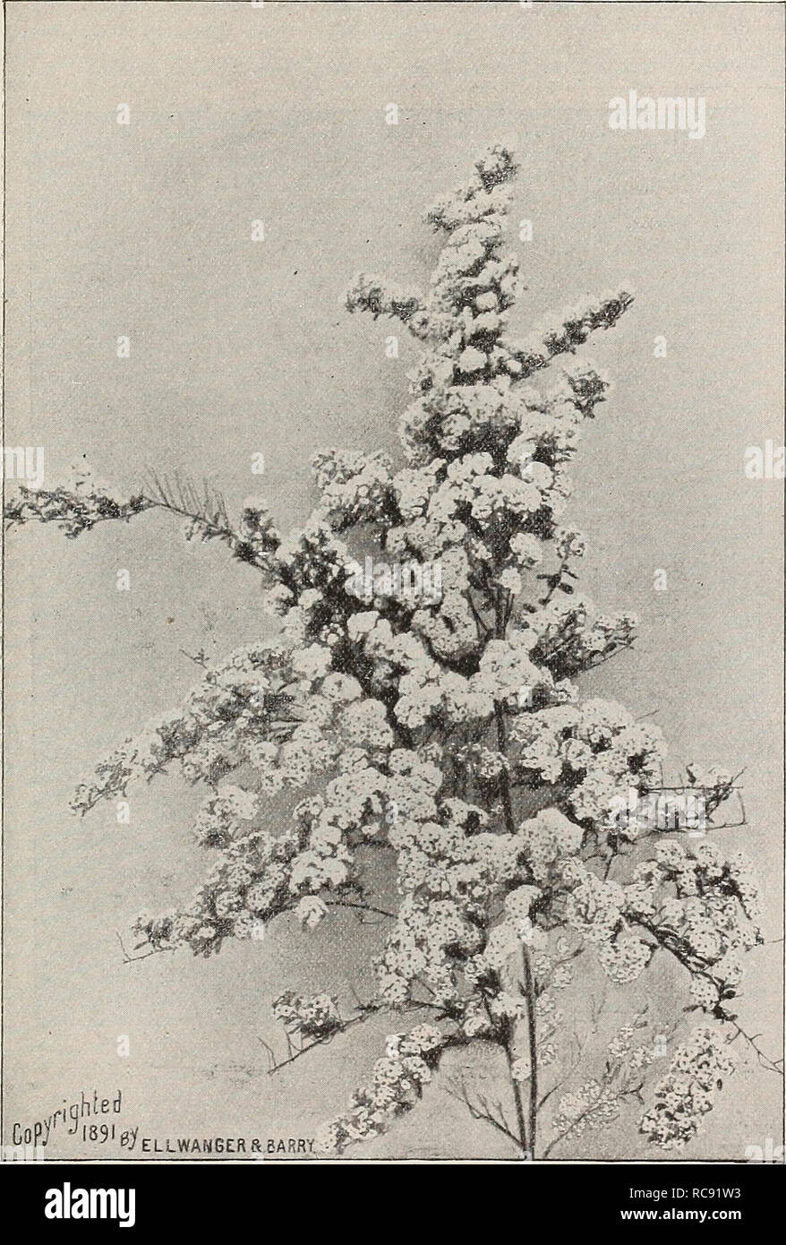 . Ellwanger &amp; Barry's general catalogue of fruit &amp; ornamental trees, roses etc. GENERAL CATALOGUE. 95 -Spirsea Tliiinbergii. Thunberg'S Spiraea. D. Of dwarf habit and rounded, graceful form ; branches slender and somewhat drooping-; loliag-e narrow and yellowish green; flowers small, white, appearing early in spring, being one of the first Spli'seas to flower. Esteemed on account of its neat, graceful habit. Forces well in winter. 33c. S. trilobata. Three-lobed Spir^a. D. A vigorous grower. Three-lobed leaves; white flowers. 35c. S. xilmifolia. Elm-leaved Spiraea. D. Leaves somewhat re Stock Photo