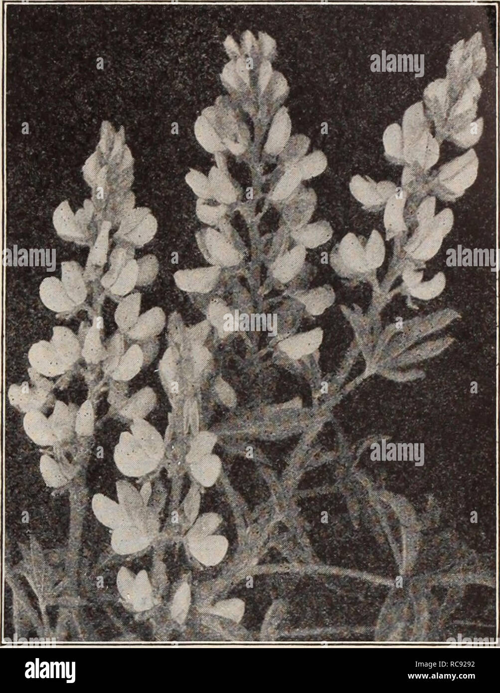 . Dreer's garden book / Henry A. Dreer.. Nursery Catalogue. Lilium Philippinense FoRMOSVNim. Lupinus (Lupine) Liliums 2987 Philippinense Formosanum. A truly remarkable lily, with umbels of large white long trumpet shaped flowers, like an Easter Lily (see cut). Will bloom in 6 to 8 months from the time seeds are sown; very fragrant. 2 to 3 feet. 25 cts. per pkt.; Special pkt., $1.25. 2988 Regale. One of the most beautiful Garden Lilies. Grows 3 to 5 feet high, blooms outdoors in July. Large trumpet shaped flowers; color ivory-white, shaded pink tinged with canary yellow at base of petals. 15 ct Stock Photo