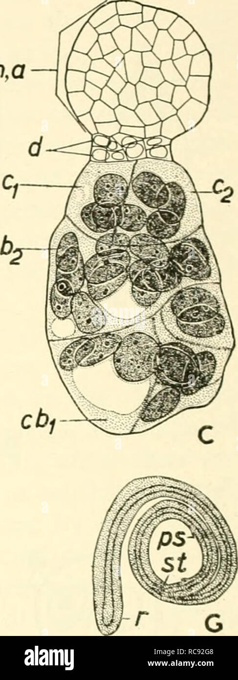 . Embryogenesis in plants. Embryology. Fig. 75. Embryogeny in Cuscuta reflexa A, Three-celled proembryo, with free endosperm nuclei; .?, haustorial synergid; pt, pollen tube. B, An older embryo; the basal region of the proembryo has developed into two large vesicular, coenocytic suspensor cells, b and c; the distal region has given rise to four tiers. C, A yet older stage, showing the distal embryonal mass. D, Proembryo with reduced vesicular suspensor; s, synergid; E, Proembryo with- out vesicular suspensor. F, G, Maturation of coiled embryo; .s7, shoot apex; ps, plumular scale; r, root; vs,  Stock Photo