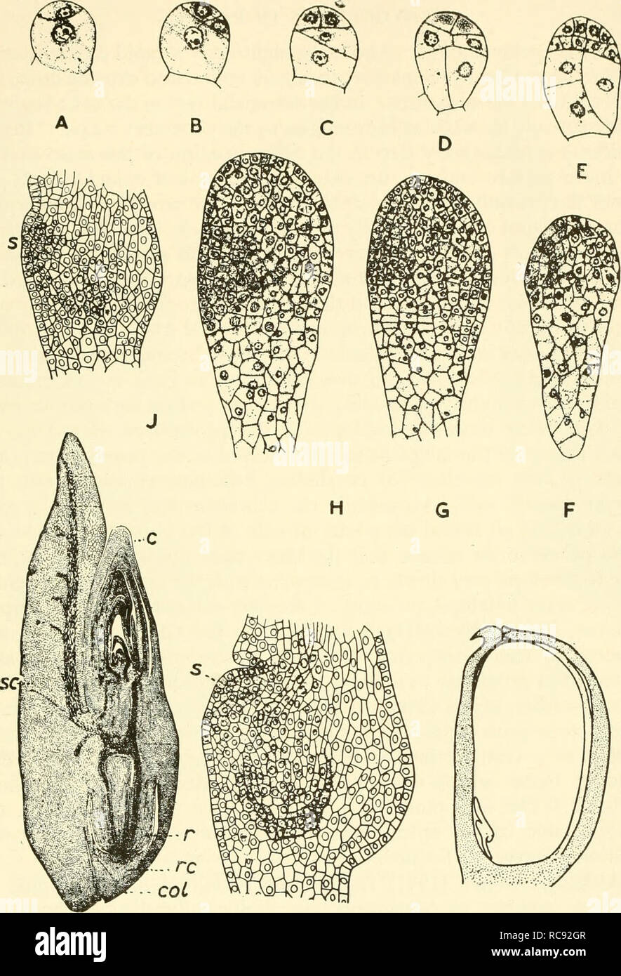 Embryogenesis In Plants Embryology M Fig 72 Development Of The Embryo In Zea Mays A E Early Stages Showing The Somewhat Irregular Segmentation Pattern X 180 F H The Enlarging Club Shaped Embryo Shows