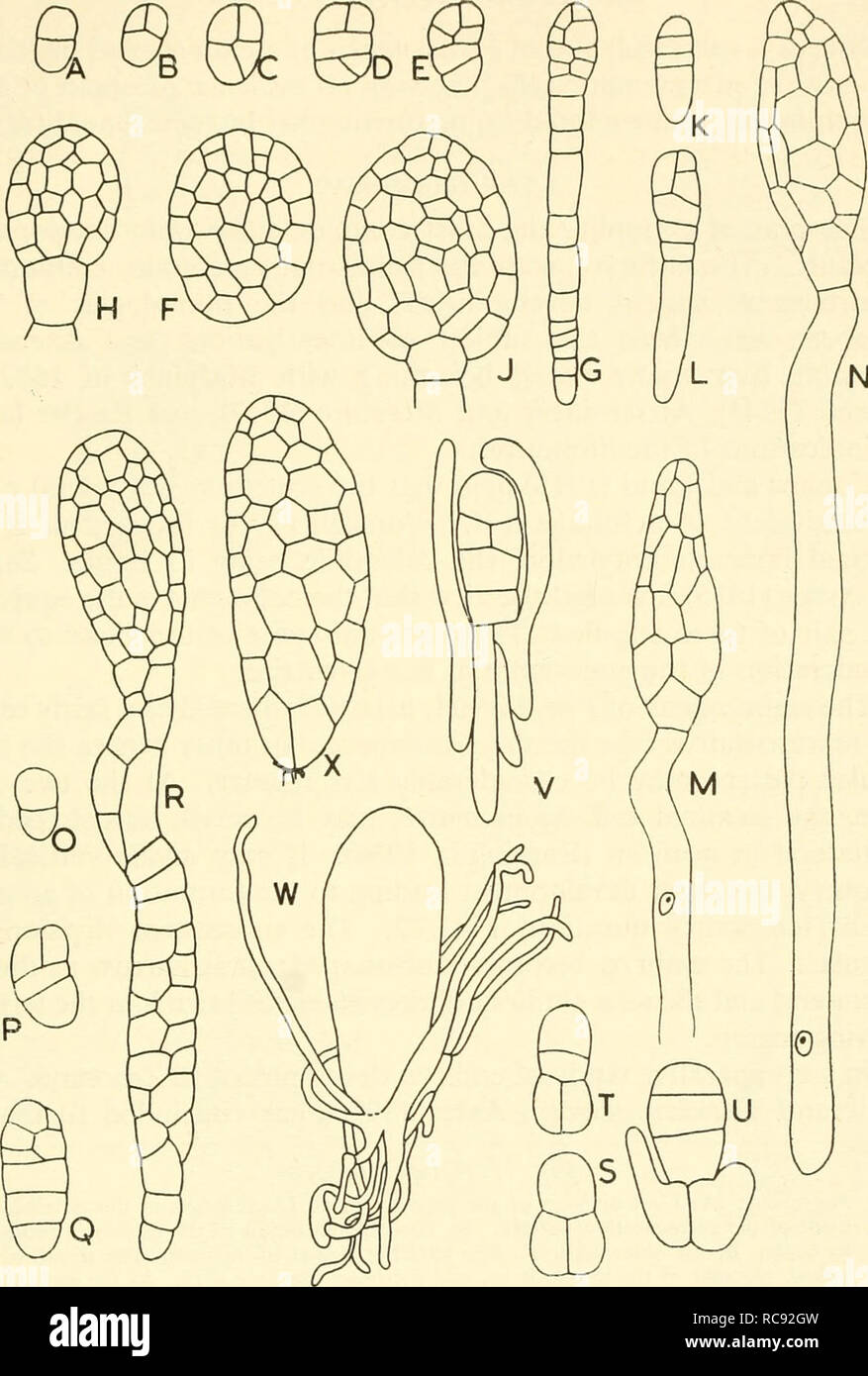 Embryogenesis In Plants Embryology Qgmqo Fig 70 Orchid Embryos A F Epipactis Pahistris A E Early Proembryo Stages F Mature Embryo G H J Orchis Latifoua G Filamentous Embryo With Suspensor And Four Tiered