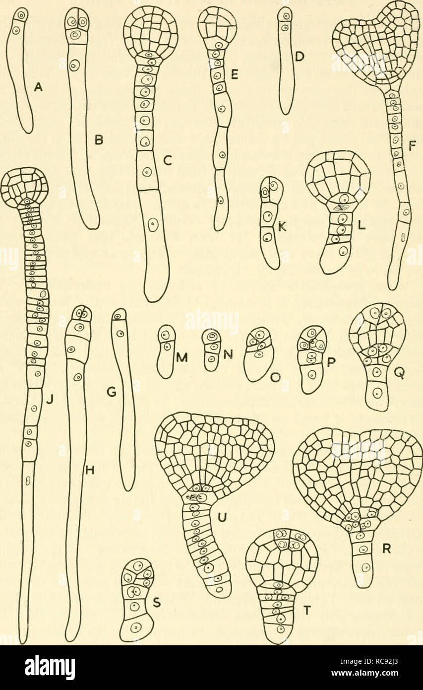 Embryogenesis In Plants Embryology Fig 60 Dicotyledon Embryos Illustrating Lebegue S Comparative Study Of Some Orders Of The Polypetalae Dialypetalae See Also Fig 61 A C Cardamine Pratensis X 270 D F Nasturtium Officinale