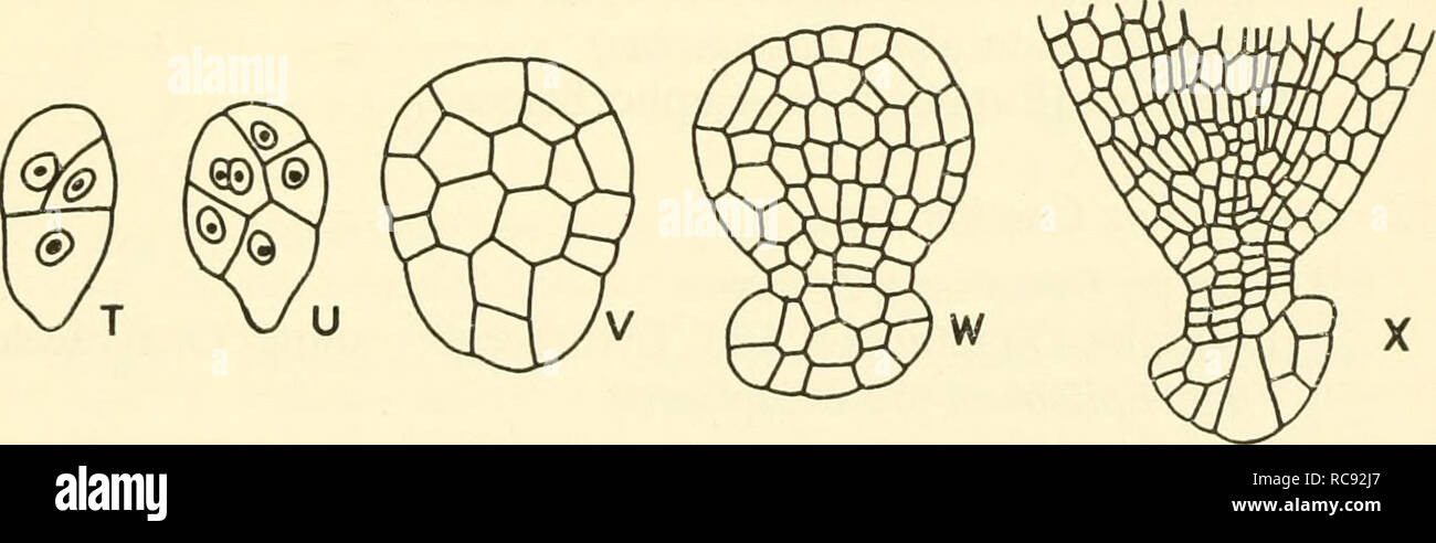 . Embryogenesis in plants. Embryology. Fig. 57. Illustrating the diversity of form and structure of embryos A-H, Ulmus americana (after Shattuck). J-L, Eriocaulon septaiigiilare. J, Two- celled stage. K, Quadrant stage. L, Embryo from mature seed (x 730, redrawn from Smith). M-R, Sedum acre (redrawn from Soueges). S, Chenopodiiim bomis- henricus{x 460, diagrammatic after Soueges). T-X,Tnfoliiim minus {T-Y, x 500; W, X 350; X, X 180; redrawn from Soueges).. Please note that these images are extracted from scanned page images that may have been digitally enhanced for readability - coloration and Stock Photo