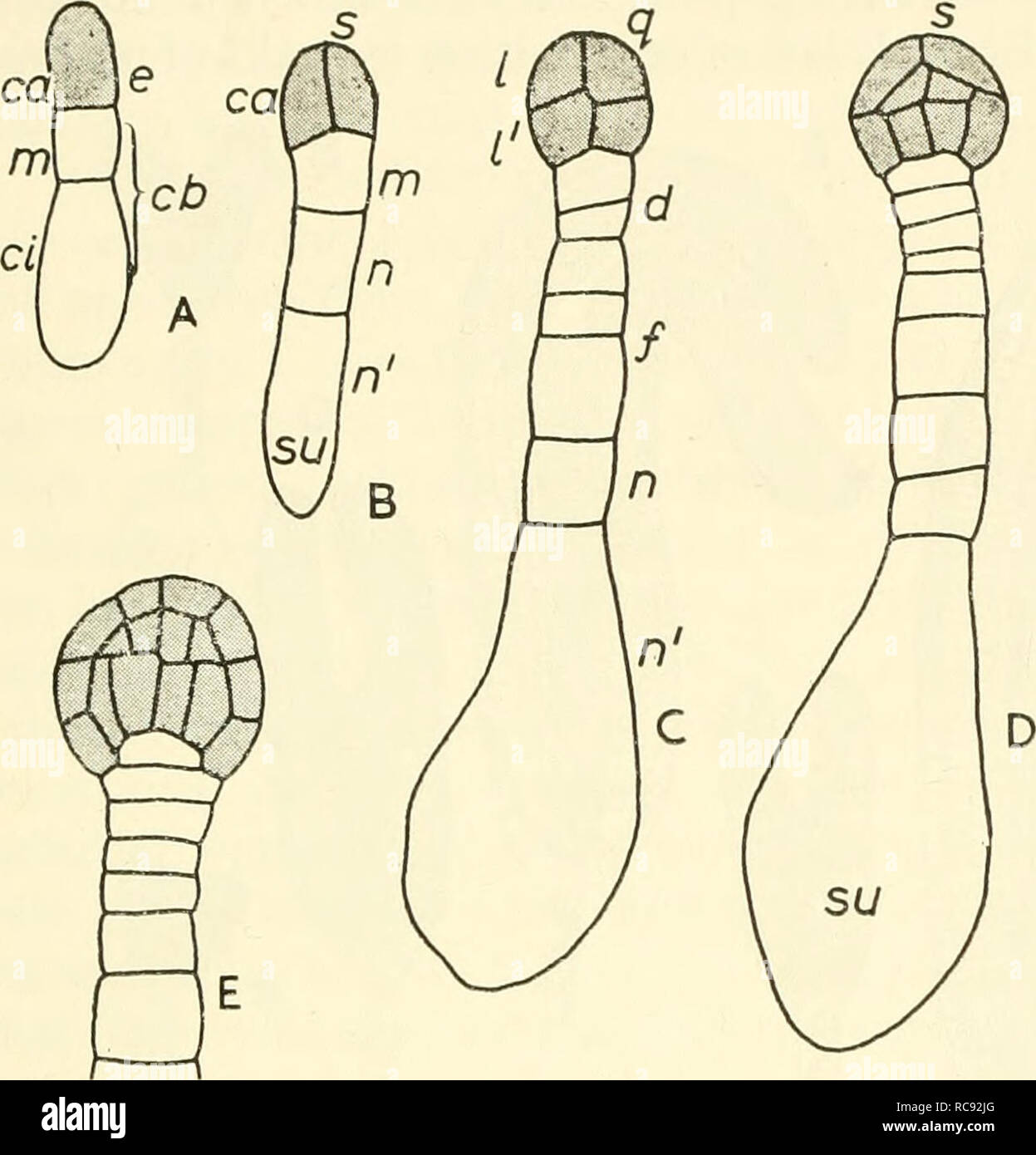 Embryogenesis In Plants Embryology Embryogenesis In - 