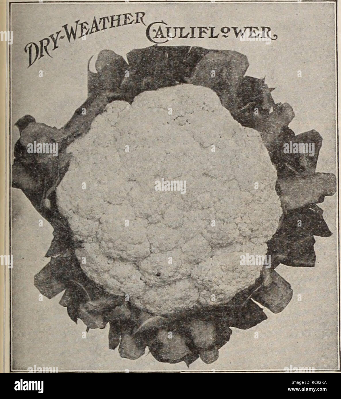 . Dreer's garden book / Henry A. Dreer.. Nursery Catalogue. i RELIABLE VEGETABLE SEED// -PHMDEIJM 19 CAULIFLOWER Blumenkohl, Ger. Chou-fleur, Fr. Coliflor, Sp. One ounce of seed will produce about 2000 plants. CULTURE —For earliest Cauliflower, raise plants by sowing in hotbed or greenhouse during January or February, and transplant to flats or cold frames, 2 or 3 inches apart each way. Set in open ground as soon in spring as the land can be put in good order. Soil to be a warm, very rich, fibrous loam, well supplied with humus and moisture. Copious water applications during dry weather, espec Stock Photo