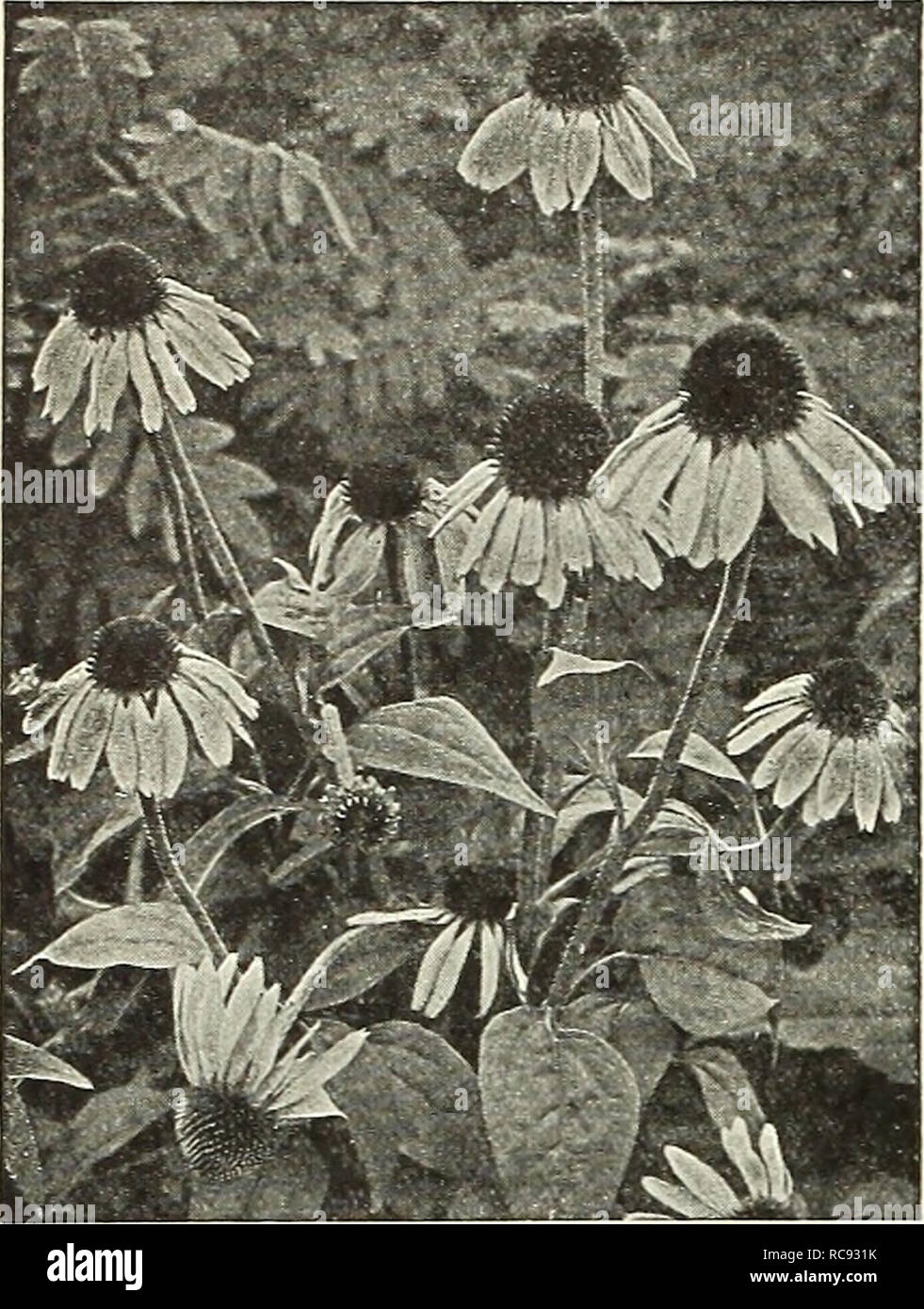 . Dreer's garden book 1931. Seeds Catalogs; Nursery stock Catalogs; Gardening Equipment and supplies Catalogs; Flowers Seeds Catalogs; Vegetables Seeds Catalogs; Fruit Seeds Catalogs. 194 ^flEHiyAJim^feVi,^^jM!&gt;5!i!rM«!Jfef?lirPH'M^. RuDBECKiA Purpurea (Giant Purple Cone-Flower) Rudbeckia (Cone-Aower) Indispensable plants for the hardy border, grow and thrive anywhere, giving a wealth of bloom, which are well suited for cutting. Golden Globe. An improved globular form of the popular Golden Glow with large double golden yellow flowers, not unlike a Pompon Dahlia. 5 feet; July to September. G Stock Photo