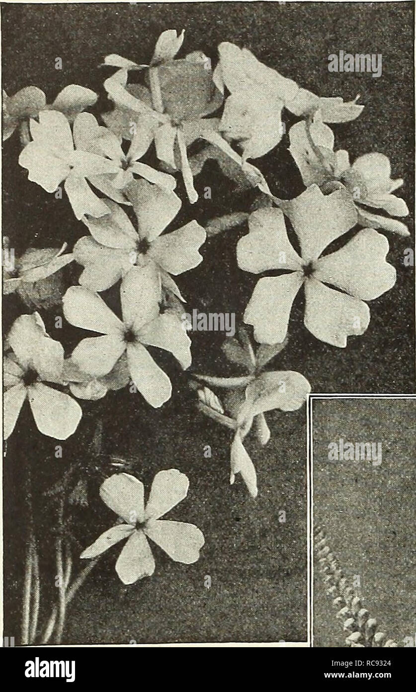 . Dreer's garden book 1931. Seeds Catalogs; Nursery stock Catalogs; Gardening Equipment and supplies Catalogs; Flowers Seeds Catalogs; Vegetables Seeds Catalogs; Fruit Seeds Catalogs. 192 PHYSOSTEGIA. Phlox Divaracata Canadensis Phlox Subulata (Moss, or Mountain Pink) An early spring-flowering type, with pretty moss-like evergreen foliage, which, during the flower- ing season, is hidden under the masses of bloom. An excellent plant for the rockery, or the border, and invaluable for carpet- ing the ground or covering graves. 4 to 6 inches. Alba. Pure white. Lilacina. Light lilac. Rosea. Bright  Stock Photo