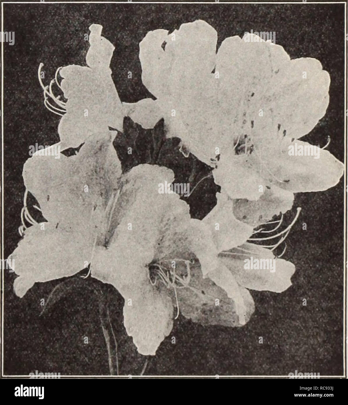 . Dreer's garden book / Henry A. Dreer.. Nursery Catalogue. Abelia Chinensis Grandiflora A choice small Shrub of graceful habit, producing through the entire summer and fall white tinted lilac heather-like flowers in such abundance as to completely cover the plant. Plants from 4-inch pots, 50 cts. each. Althea (Rose of Sharon) The Altheas are among the most valuable of our tall, hardy Shrubs on account of their late season of blooming, which is from August to October, a period when but few Shrubs are in flower. They are also extensively used as hedge plants, for which they are admirably adapte Stock Photo
