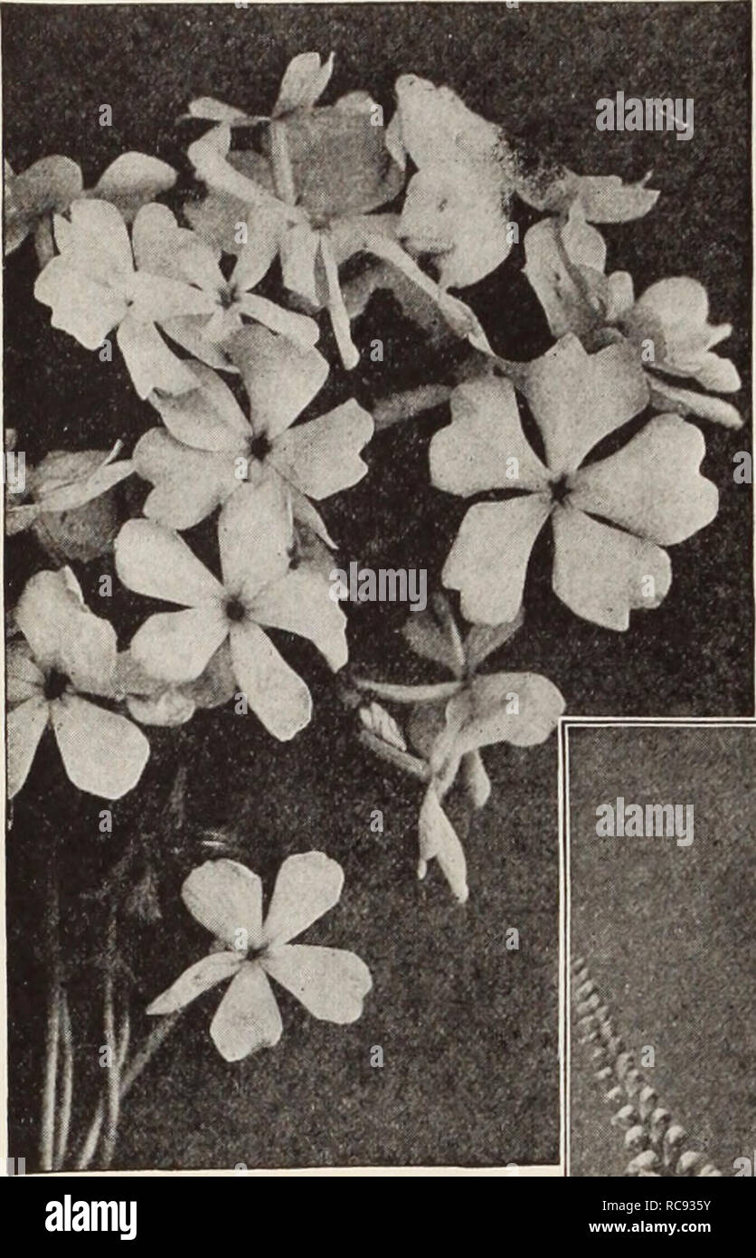 . Dreer's garden book / Henry A. Dreer.. Nursery Catalogue. i HARDY PERENNIAL PIANTS/ /PHMDELPHUR. Phlox Divaracata Canadensis Phlox Subulata (Moss, or Mountain Pink) An early spring-flowering type, with pretty moss-like evergreen foliage, which, during the flower- ing season, is hidden under the masses of bloom. An excellent plant for the rockery, or the border, and invaluable for carpet- i ng the ground or covering graves. 4 to 6 inches. Alba. Pure white. Lilacina. Light lilac. Rosea. Bright rose. Vivid. Bright pink, red eye. Fairy. Pale blue, compact foliage, a beautiful rock 25 cts. each;  Stock Photo