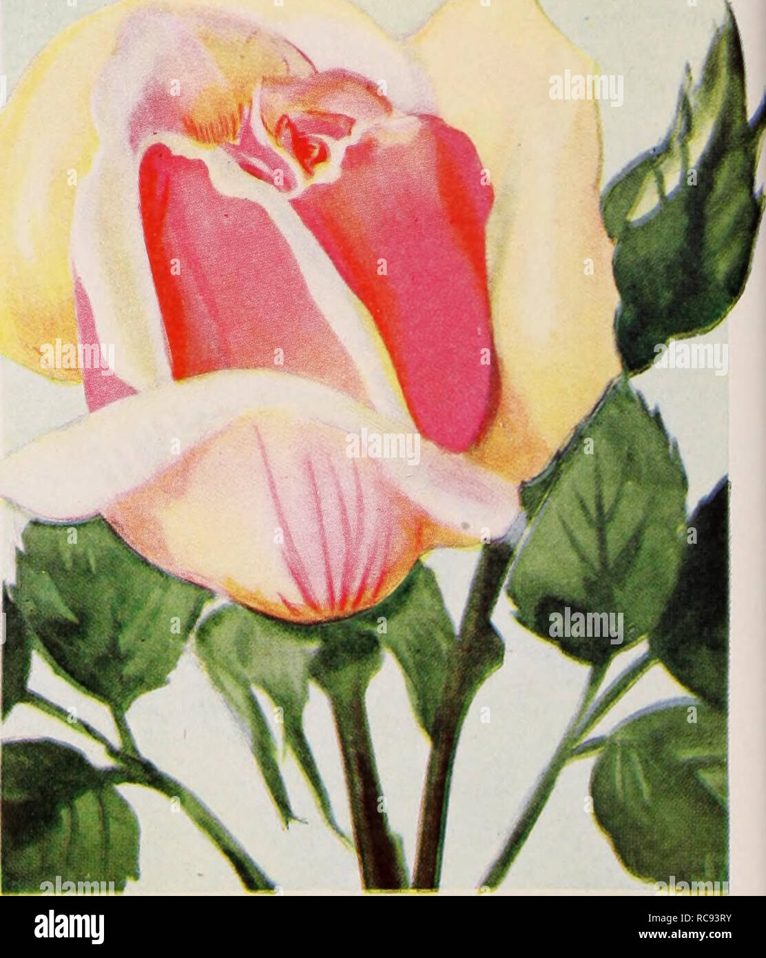 Dreer S Garden Book Henry A Dreer Nursery Catalogue Hyuridtea Rose Etoile De Holi Ande See Page 133 Eldorado Land Of Gold Of Free Flowering Habit And Fra Grance In Color It