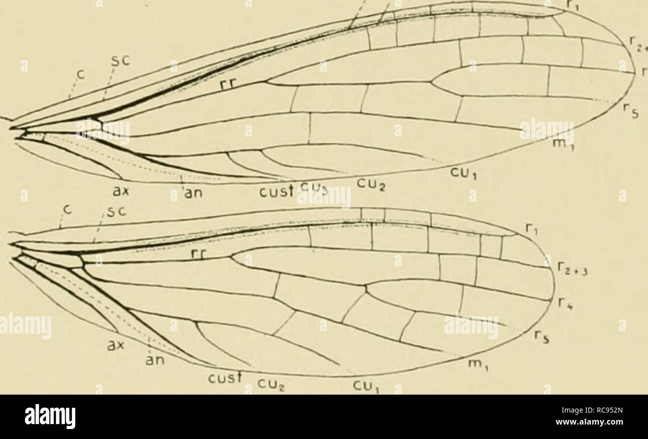 Embiidinen Monographisch Bearbeitet Embioptera Embiidinen 21