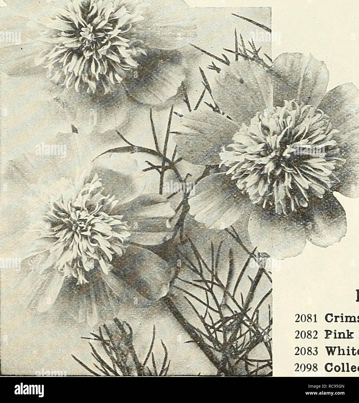 . Dreer's garden book 1928. Seeds Catalogs; Nursery stock Catalogs; Gardening Equipment and supplies Catalogs; Flowers Seeds Catalogs; Vegetables Seeds Catalogs; Fruit Seeds Catalogs. Coreopsis Lanceolata Grandiflora Fl. Pl.. Early Double-flowertng Cosmos Cynoglossum Amabile (Chinese Forget-me-not) 2148 An annual recently introduced from China; of the easiest culture, forming strong plants about 18 inches high and producing through the summer months sprays of intense blue Forget-me-not-like flowers. A splendid addition to the comparatively short list of real blue flowers. Offered last year for Stock Photo