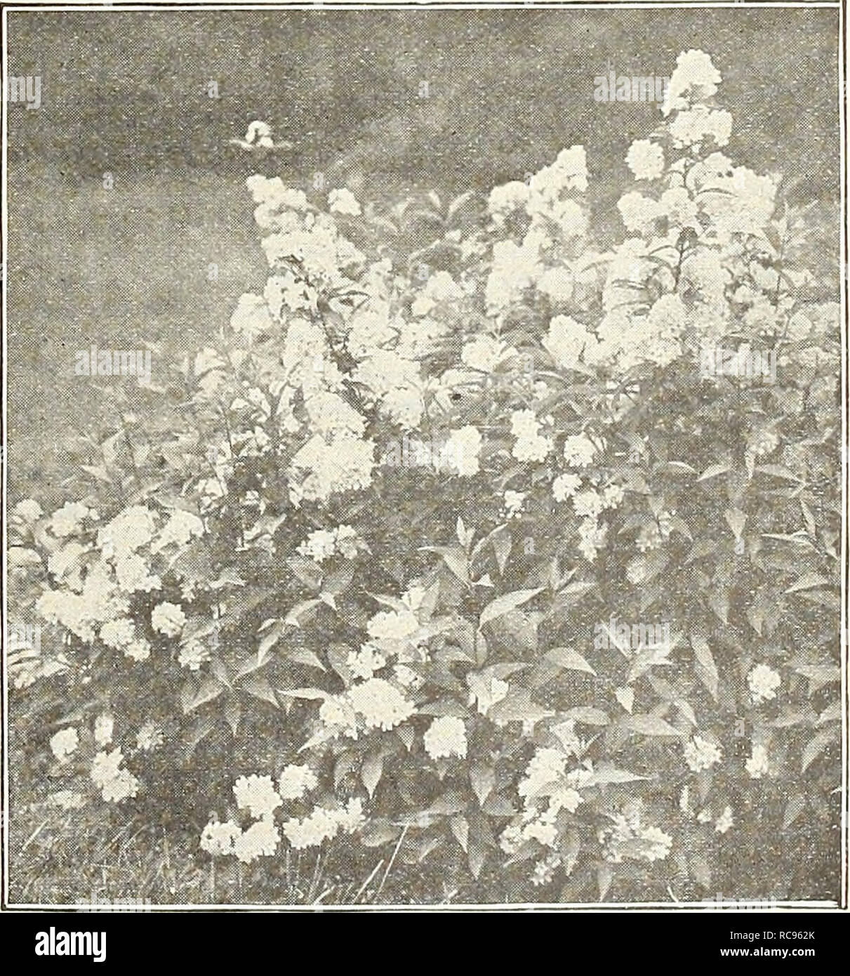 . Dreer's garden book 1927. Seeds Catalogs; Nursery stock Catalogs; Gardening Equipment and supplies Catalogs; Flowers Seeds Catalogs; Vegetables Seeds Catalogs; Fruit Seeds Catalogs. Deutzia Crenata Magnifica Deutzias. Well-known profuse flowering Shrubs, blooming in spring or early summer. The dwarf varieties are desirable for forcing under glass. — Candidissima plena. A fine tall, double white, 60 cts. each. — Crenata Magnifica. A most distinct variety with excep- tionally large corymbs of pure white double flowers, produced in wonderful profusion. 60 cts. each. — Crenata Mirabilis (New). O Stock Photo