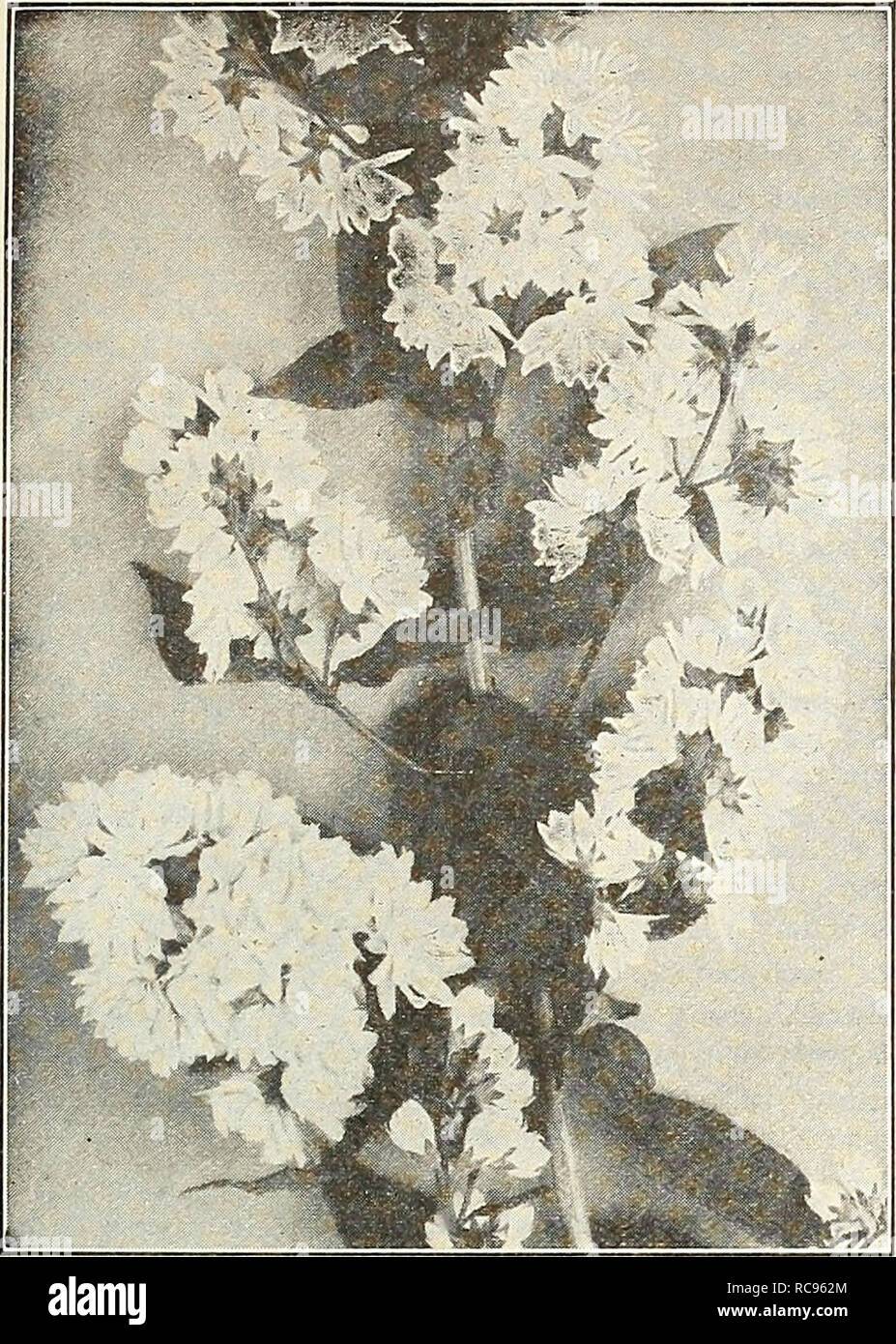 . Dreer's garden book 1927. Seeds Catalogs; Nursery stock Catalogs; Gardening Equipment and supplies Catalogs; Flowers Seeds Catalogs; Vegetables Seeds Catalogs; Fruit Seeds Catalogs. /flElTAIIlBtotoaaimMMiig^llgr^^^ 209. Deutzia Crenata Magnifica Deutzias. Well-known profuse flowering Shrubs, blooming in spring or early summer. The dwarf varieties are desirable for forcing under glass. — Candidissima plena. A fine tall, double white, 60 cts. each. — Crenata Magnifica. A most distinct variety with excep- tionally large corymbs of pure white double flowers, produced in wonderful profusion. 60 c Stock Photo