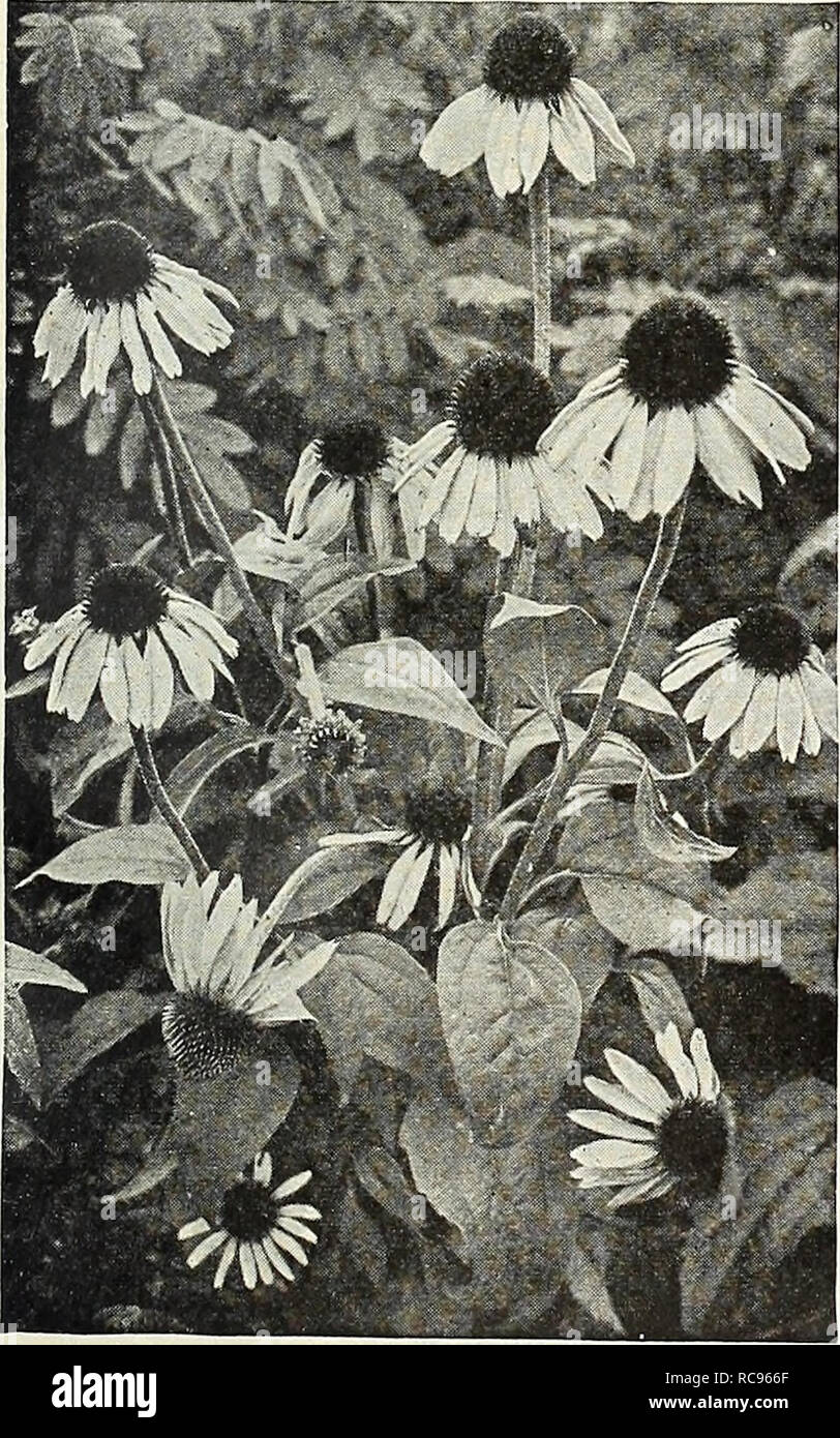 . Dreer's garden book 1927. Seeds Catalogs; Nursery stock Catalogs; Gardening Equipment and supplies Catalogs; Flowers Seeds Catalogs; Vegetables Seeds Catalogs; Fruit Seeds Catalogs. (flEHRyAJREEH^ HARDy PERENNIAL PIANTS &gt;HIHBEl]PHRlk 191 Ranunculus (Crow-foot, Buttercup) Repens Fl. PI. A pretty double-flowering bright golden yellow Buttercup. Bears masses of flowers during May and June. 25 cts. each; $2.50 per doz. Romneya (California Tree or Matilija Poppy) Coulteri. This beautiful Poppy, while hardy as far north as Philadelphia, should be planted in a well drained, sunny, sheltered pos Stock Photo