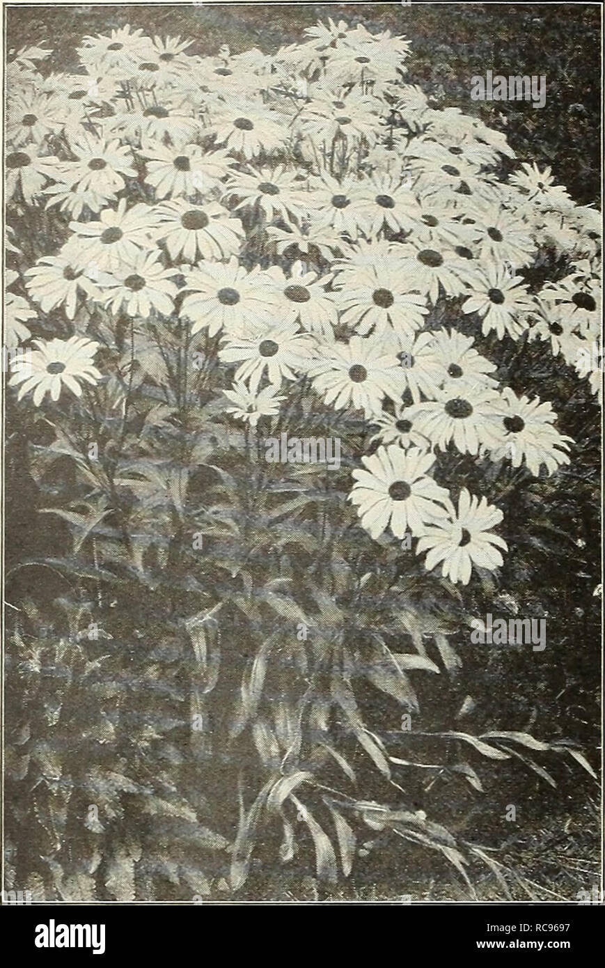 . Dreer's garden book 1927. Seeds Catalogs; Nursery stock Catalogs; Gardening Equipment and supplies Catalogs; Flowers Seeds Catalogs; Vegetables Seeds Catalogs; Fruit Seeds Catalogs. 174 /fllIAima!S!IJalf)&amp;«iiM?^ik^gffl™g^. Chrysaxthe-Miim, Shasta Daisy Alaska. Offered on page 176 Calimeris (star wort) Incisa. An attractive, free flowering plant; grows 12 to 18 inches high, producing from July to September daisy-like, pale, laven- der flowers, with yellow centre. 25 cts. each; $2,50 per doz. Callirhoe (Poppy Maiiow) Involucrata. An elegant trailing plant, with finely divided foliage and l Stock Photo