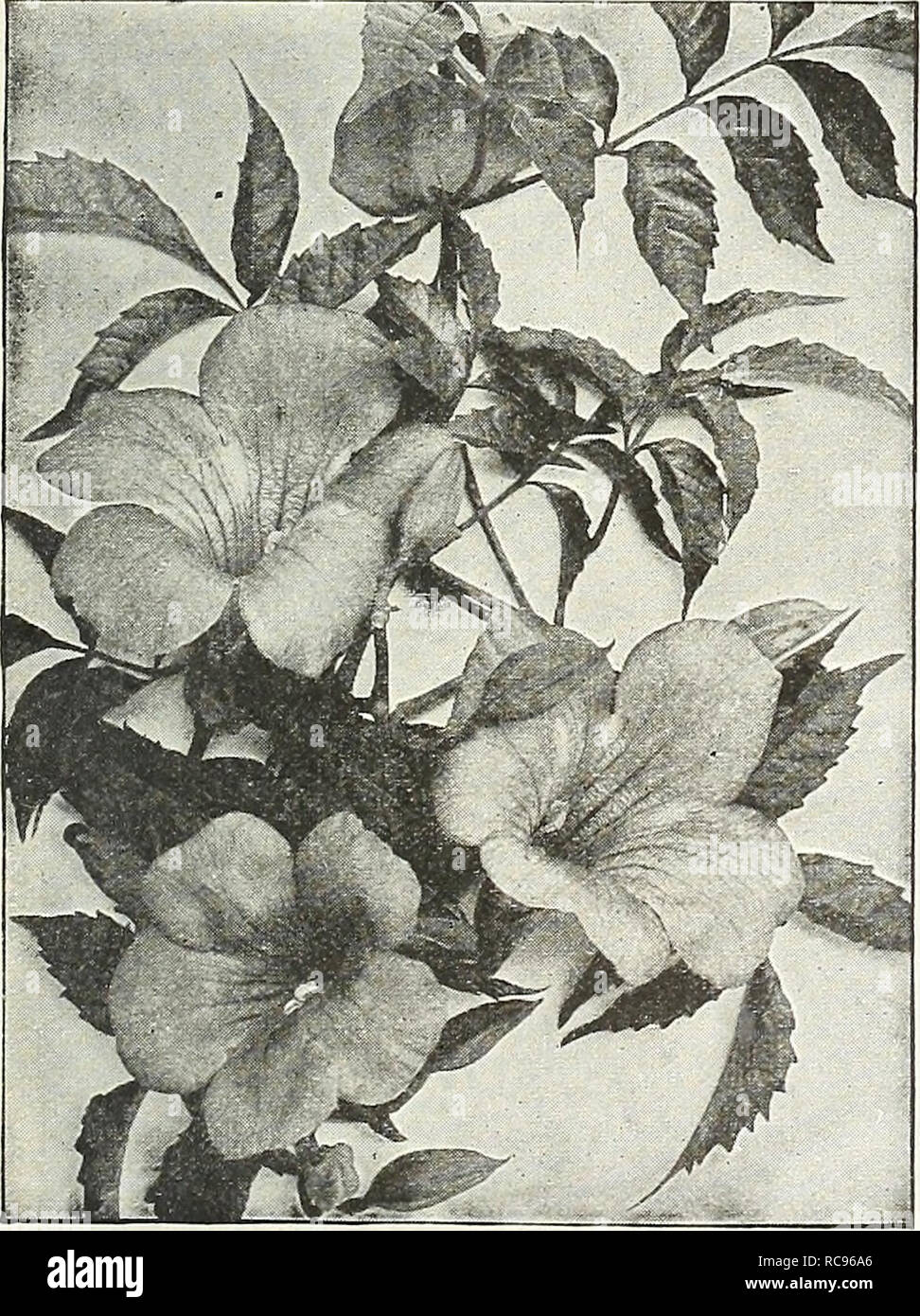 . Dreer's garden book 1926. Seeds Catalogs; Nursery stock Catalogs; Gardening Equipment and supplies Catalogs; Flowers Seeds Catalogs; Vegetables Seeds Catalogs; Fruit Seeds Catalogs. BiGNONiA, OR Trumpet Vine Ampelopsis Veitchi Quinquefolia (Virginia Creeper or American Ivy). This well known climber is one of the best and quickest growing varieties for covering trees, trellises, arbors, etc.; its large, deep green foliage assumes brilliant shades of yellow, crimson and scarlet in the fall. Strong plants, 40 cts. each; $4.00 per doz.; $25.00 per 100. Veitchi (Boston or Japan Ivy). The most pop Stock Photo