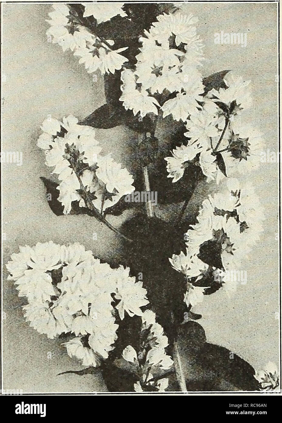 . Dreer's garden book 1926. Seeds Catalogs; Nursery stock Catalogs; Gardening Equipment and supplies Catalogs; Flowers Seeds Catalogs; Vegetables Seeds Catalogs; Fruit Seeds Catalogs. 200 /flElffiXA-BREE^ CHOICE HARDY SHRUBS &gt;Hn«iiPMik. Deutzia Crenata Magnifica Deutzias. Well-known profuse flowering Shrubs, blooming in spring or early summer. Thie dwarf varieties are desirable for forcing under glass. — Candidissima plena. A fine tall, double white, 60 cts. each. — Crenata Magnifica. A most distinct variety with exceptionally large corymbs of pure white double flowers, produced in wonderf Stock Photo