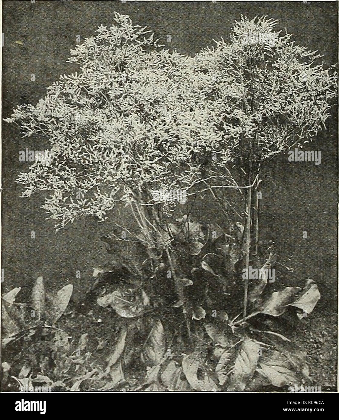 . Dreer's garden book 1926. Seeds Catalogs; Nursery stock Catalogs; Gardening Equipment and supplies Catalogs; Flowers Seeds Catalogs; Vegetables Seeds Catalogs; Fruit Seeds Catalogs. Spiraea Silphium (Cup-Plant) Perfoliatum. A stately perennial, also known as the Compass Plant, on account of the leaves bemg arranged at right angles to the stem; grows 5 to 7 feet high, with large single yellow sun- flower-like blooms from July to September. 30 cts. each; $2.50 per doz. SolidagO (Golden Rod) The varieties offered below are the most desirable of our native Golden Rods. Altissima. The giant of th Stock Photo