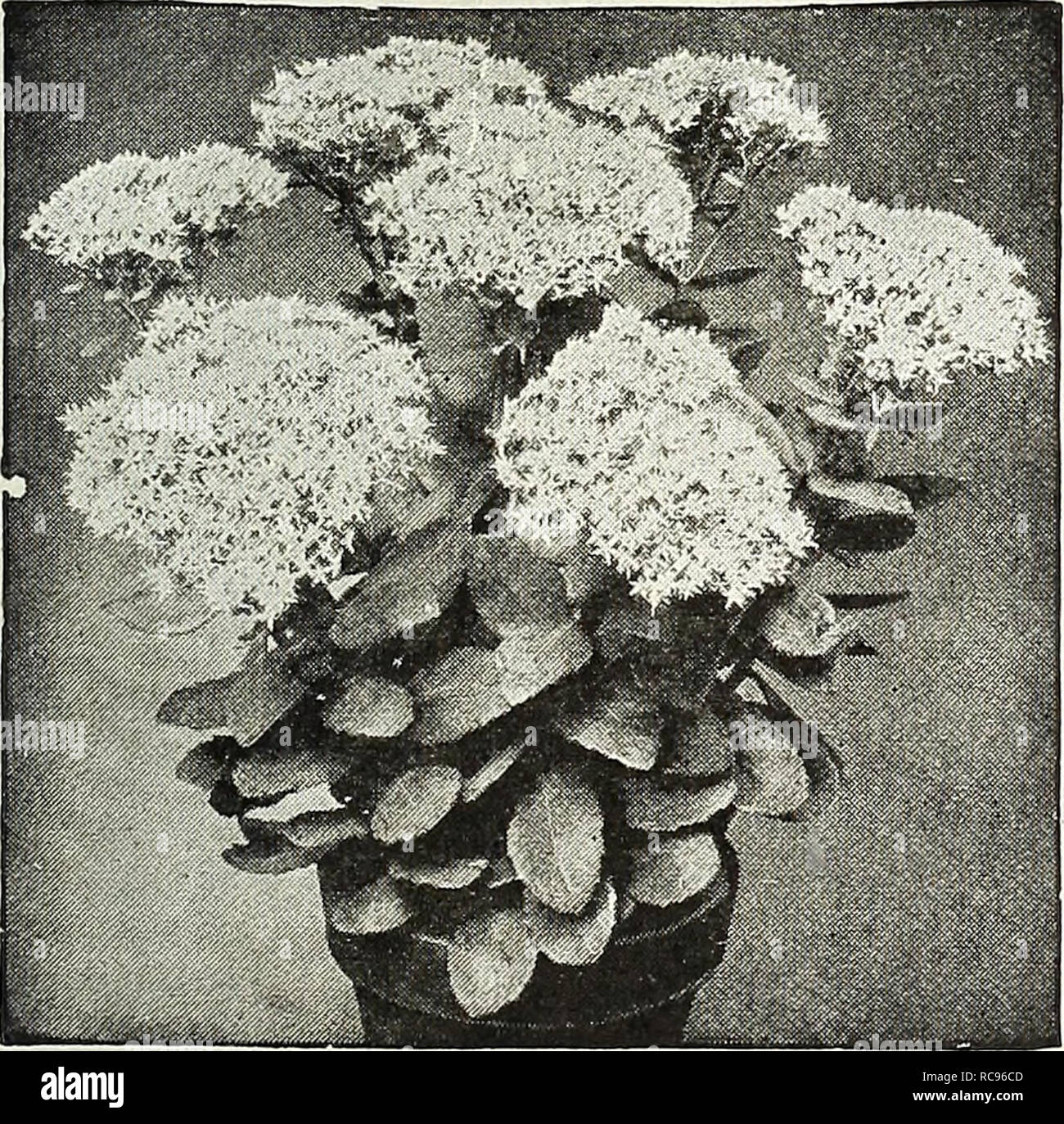 . Dreer's garden book 1926. Seeds Catalogs; Nursery stock Catalogs; Gardening Equipment and supplies Catalogs; Flowers Seeds Catalogs; Vegetables Seeds Catalogs; Fruit Seeds Catalogs. Scabiosa Caucasica SeneciO (Groundsel) Pulcher. Forms a neat tuft of foliage, from which spring up from July to October, a succession of 2-feet high stems, with clusters of brilliant rosy-purple flowers, of good size. 30 cts. each $2.50 per doz.; $18.00 per 100. Sedum or Stone-Crop Dwarf Sorts Suitable for the rockery, carpet-bedding, covering of graves, etc.. Sedum Spectabile Acre {Golden Moss). Much used for co Stock Photo