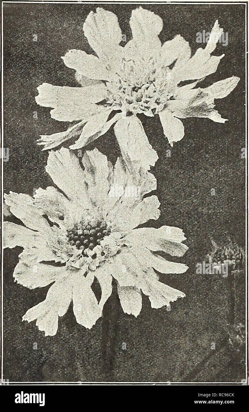 . Dreer's garden book 1926. Seeds Catalogs; Nursery stock Catalogs; Gardening Equipment and supplies Catalogs; Flowers Seeds Catalogs; Vegetables Seeds Catalogs; Fruit Seeds Catalogs. /aEllP^A.BREElLlSEiPiJa!i5!l^Mllilfe1.^^ik^ 193 Saponaria (Soap wort) Ocymoides Splendens. A very useful plant for the rockery or the border, producing from May to August, masses of attractive small bright rose flowers; 8 inches. Officinalis Flore Plena {Double Bouncing Bet). Double white rose tinted flowers; June to September; 18 inches. 25 cts. each; $2.50 per doz.; $18.00 per 100. Saxifraga (Megasea) These wil Stock Photo