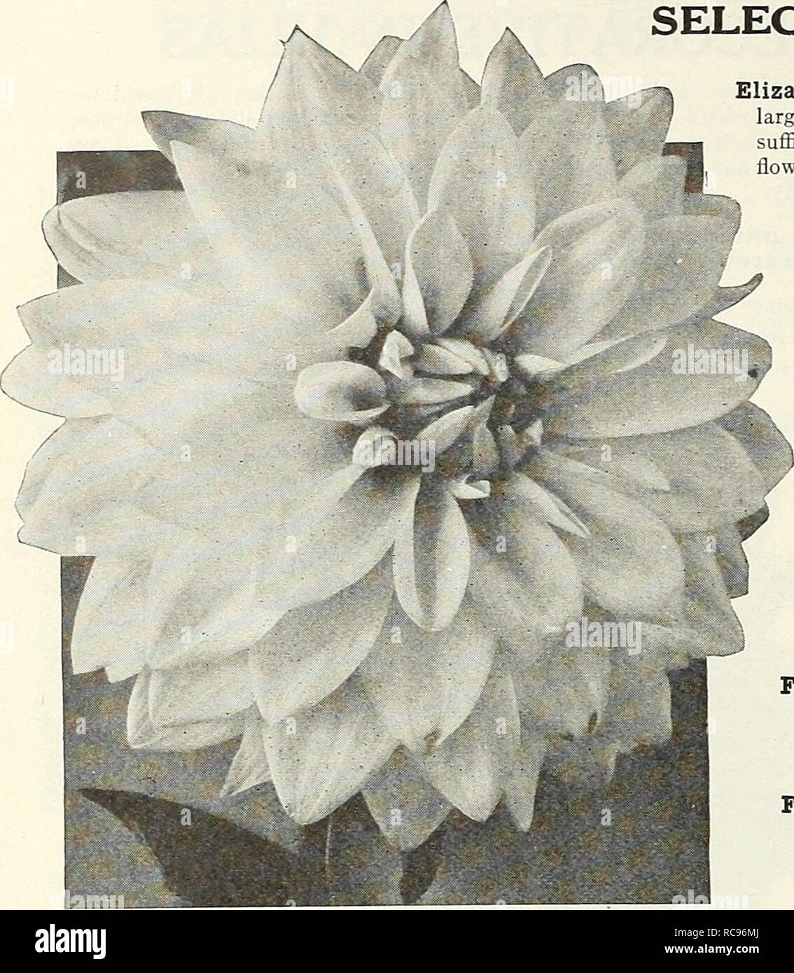 . Dreer's garden book 1926. Seeds Catalogs; Nursery stock Catalogs; Gardening Equipment and supplies Catalogs; Flowers Seeds Catalogs; Vegetables Seeds Catalogs; Fruit Seeds Catalogs. 148 (flEmyAJKEE^ .gardens™ GREENHOUSE pLANTA &gt;HlLSIlElPm%. Decorative Dahlia, Duchesse de Vendome Dolly Varden. One of the earliest and freest flowering varieties with wonderfully beautiful good sized flowers. The petals curling and twisting delightfully develop a most graceful and attractive bloom of irregular formation. Its color is also most pleasing, a pretty shade of cameo-pink shading to a creamy- pink c Stock Photo